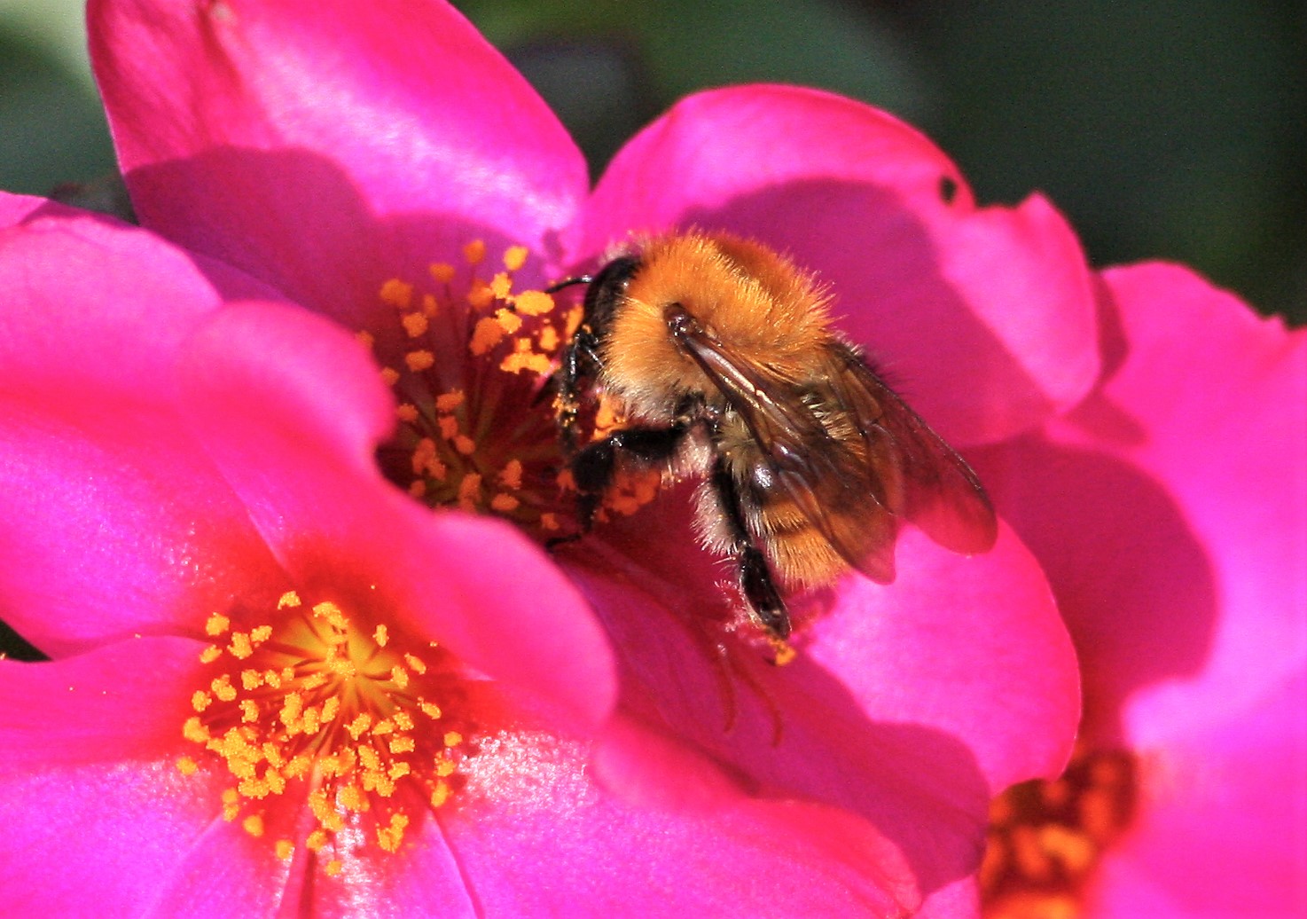 Bee at work