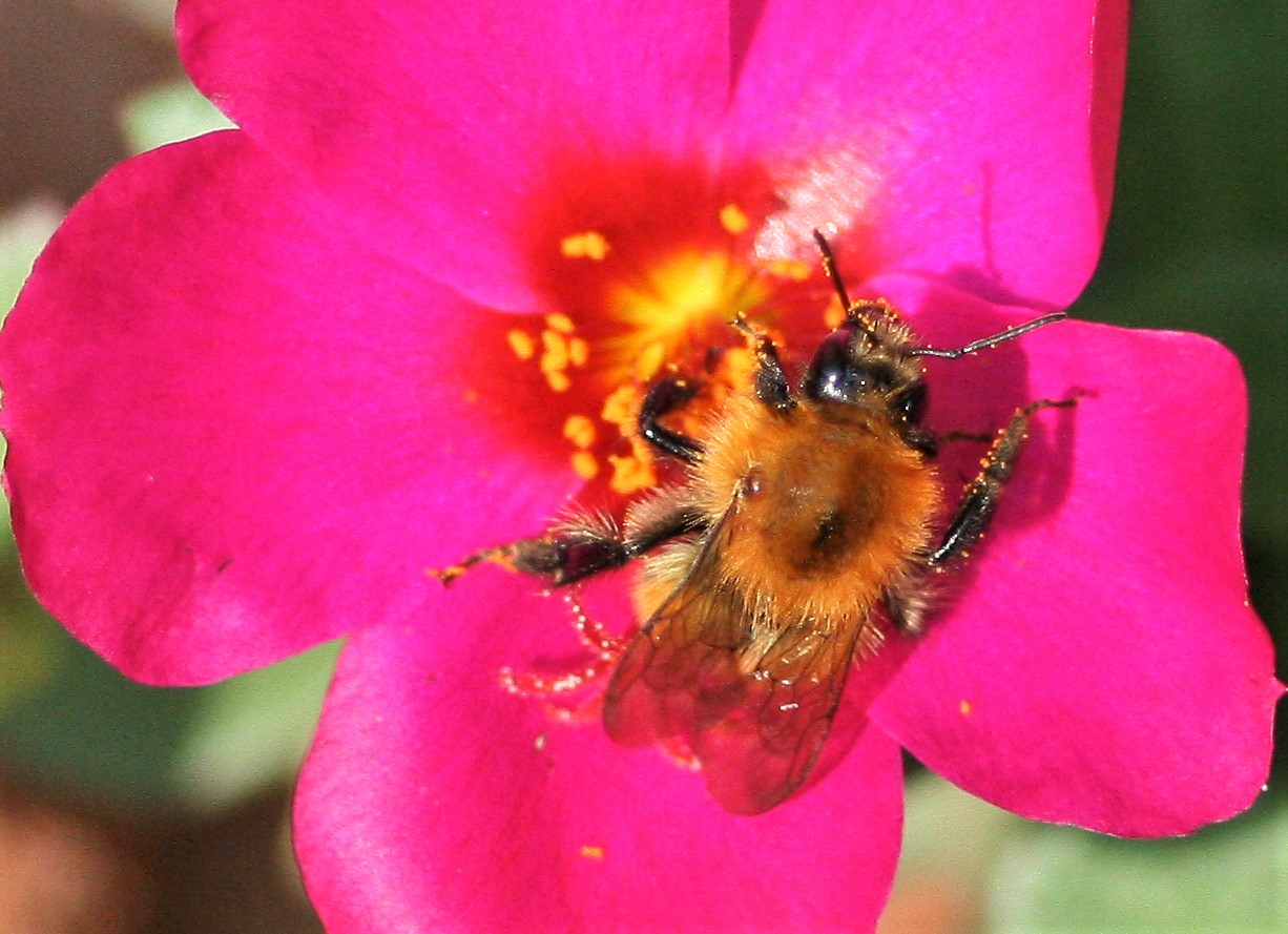 Bee at Work 2