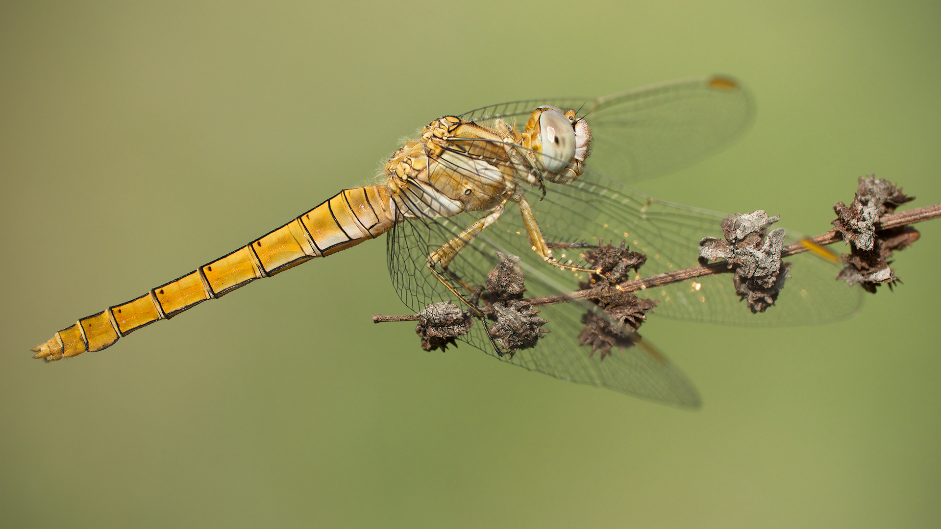 Orthetrum brunneum (female)