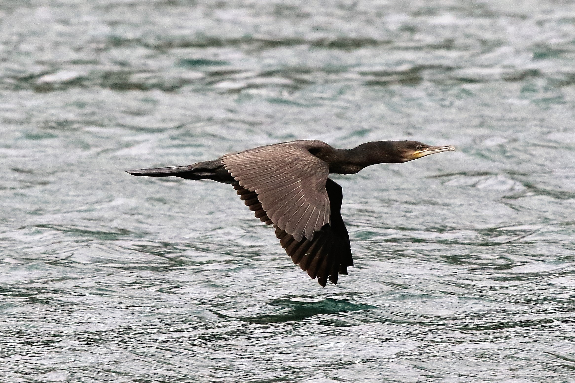 Cormorant Pescarenico (LC) 27-07-2021