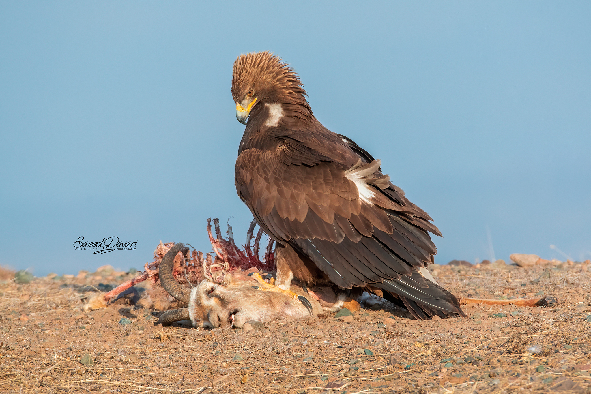 Nikon d500 &SIGMA150_600S,1/1250,,f:8,,iso:1250,,fl:550