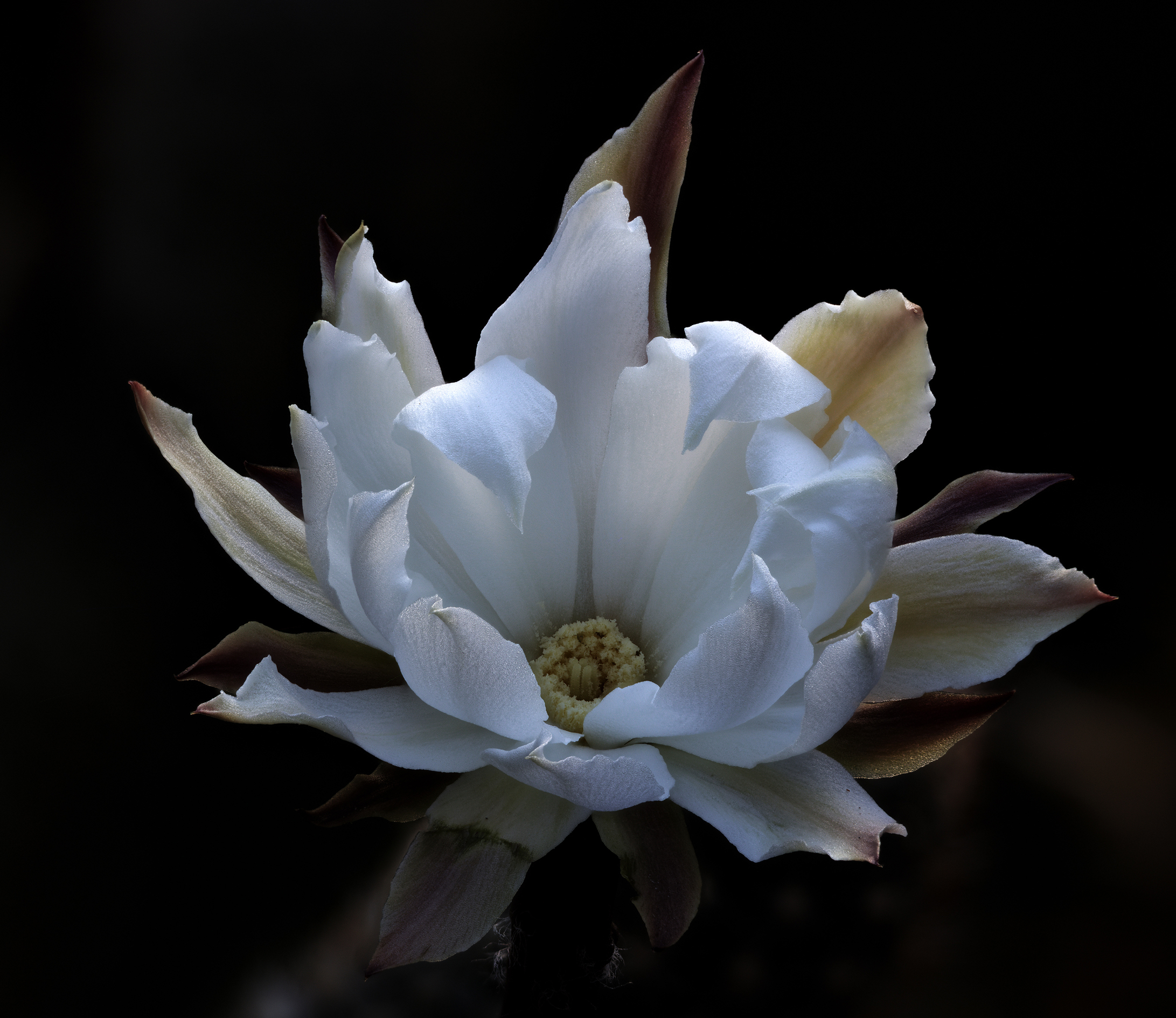 Pygmaeocereus bylesianus forma Matarani, Arequipa, Per&ugrav...