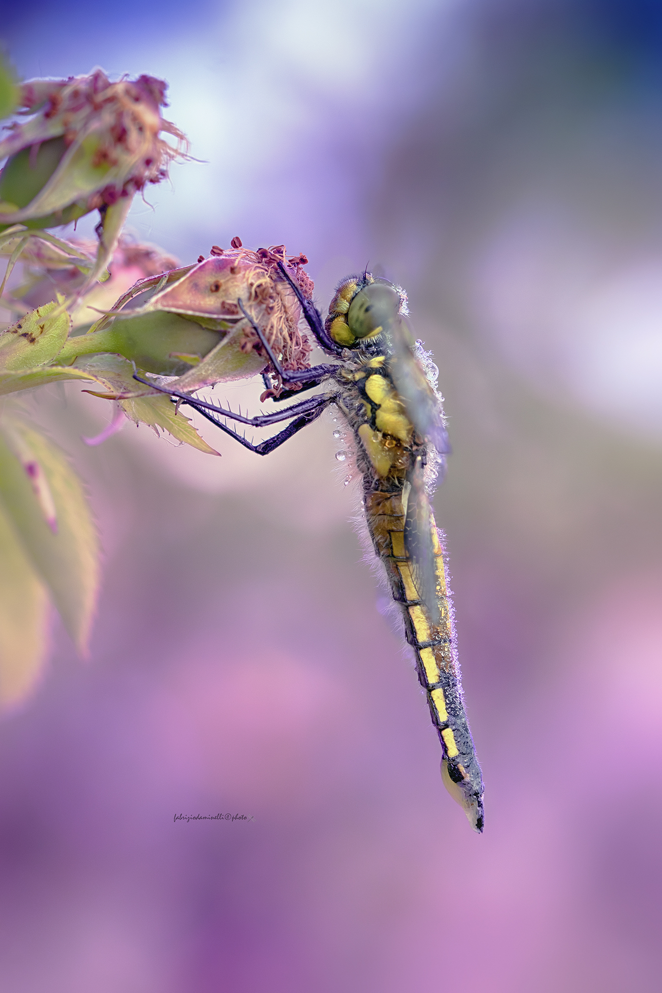 Dragonfly quadrimaculata