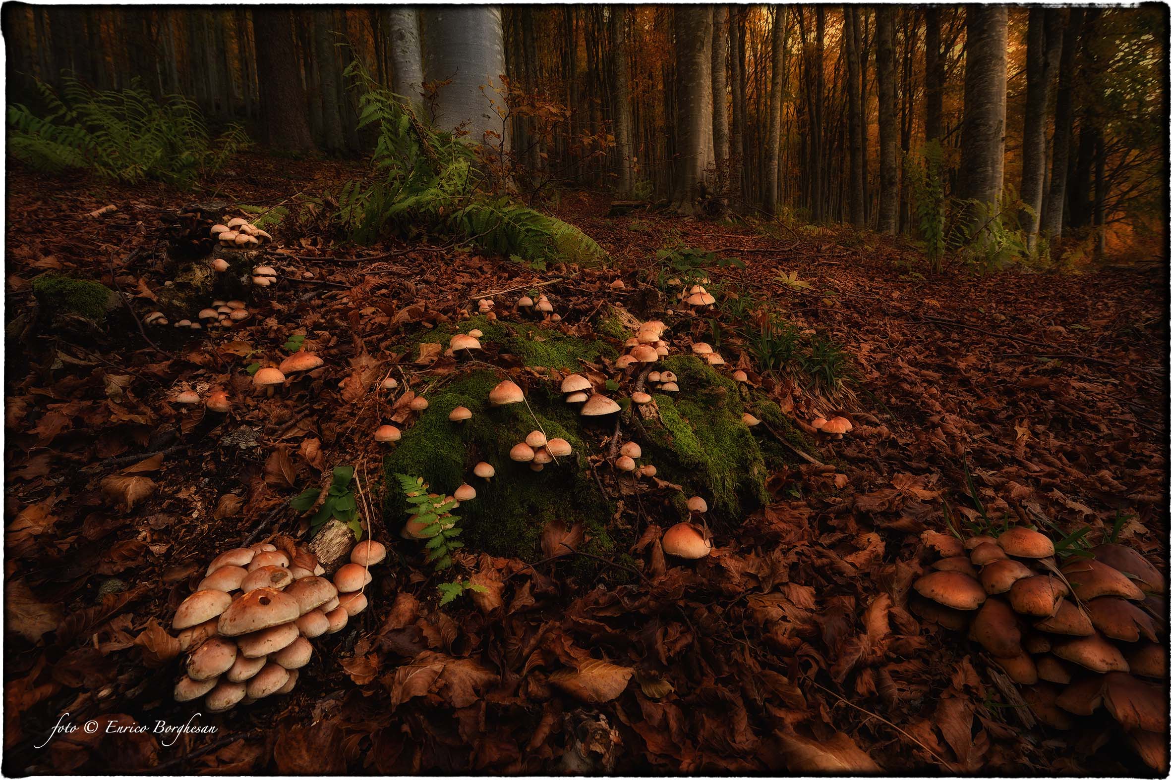 Hypholoma fasciculare