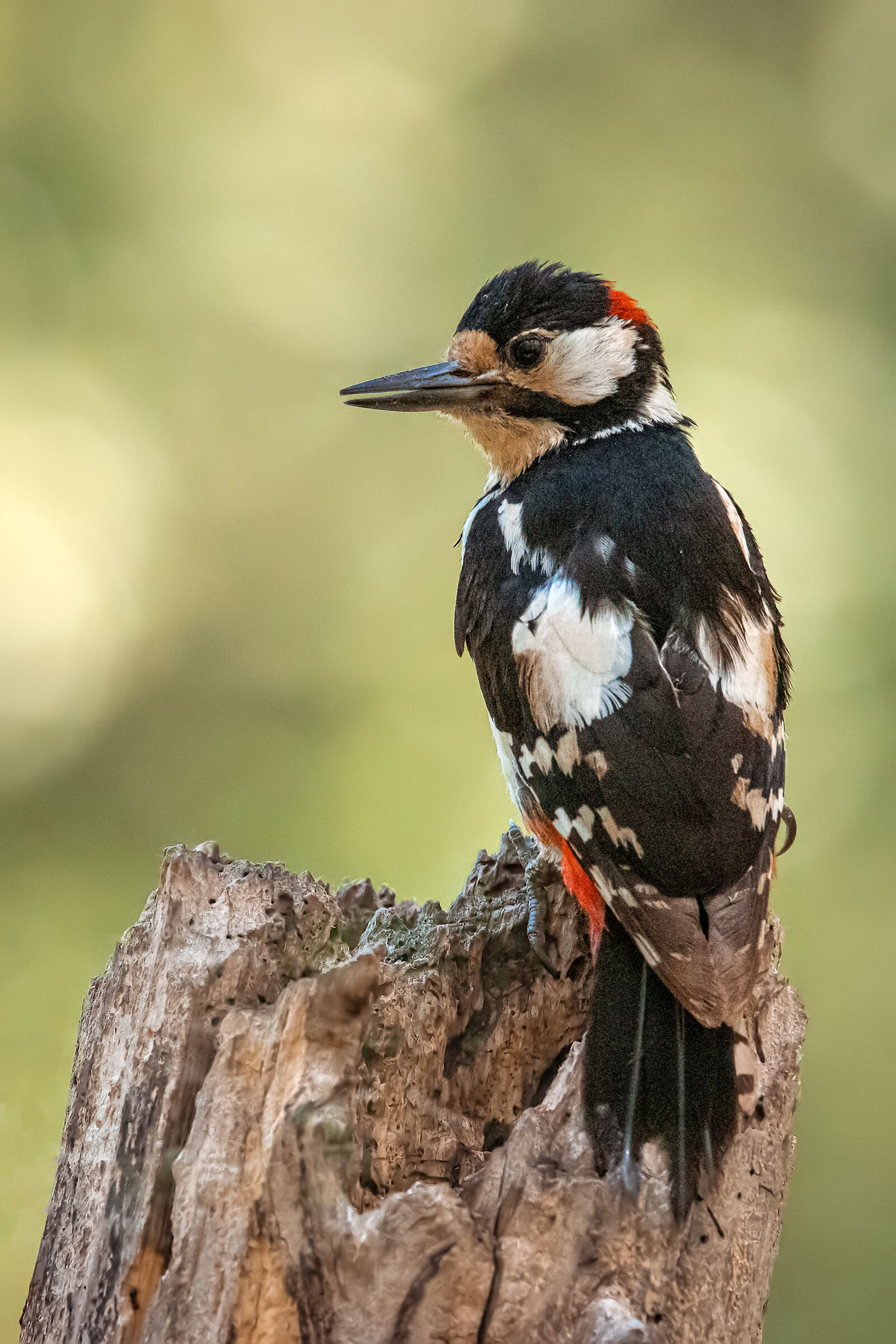 Great spotted woodpecker n.5