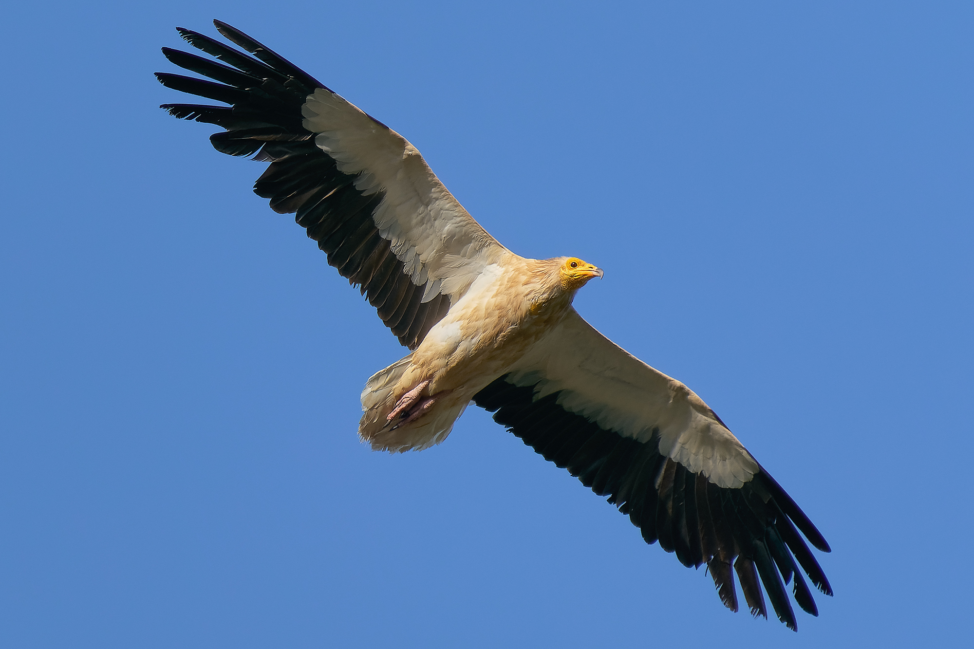 white scavenger vulture