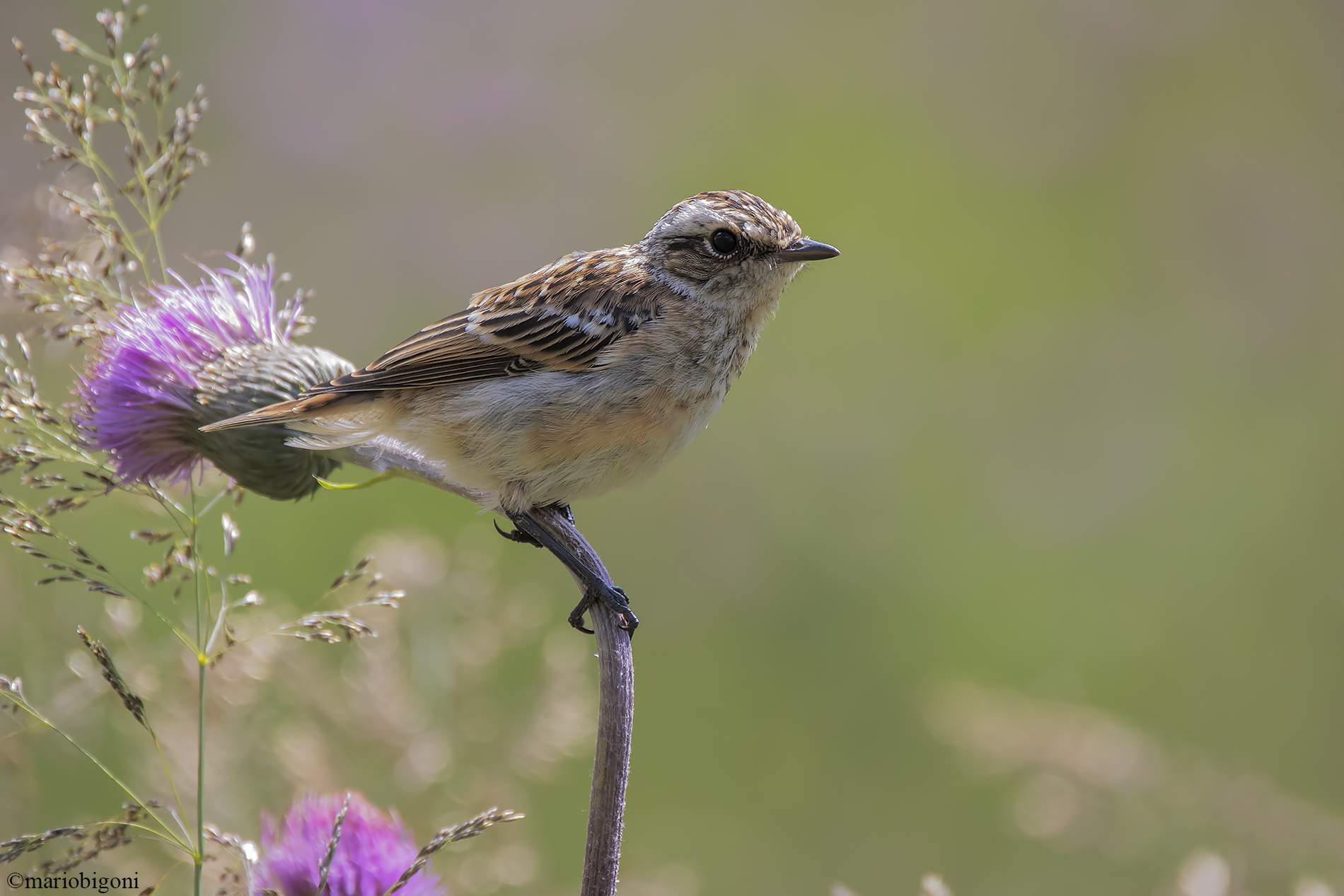 Giovane di Stiaccino