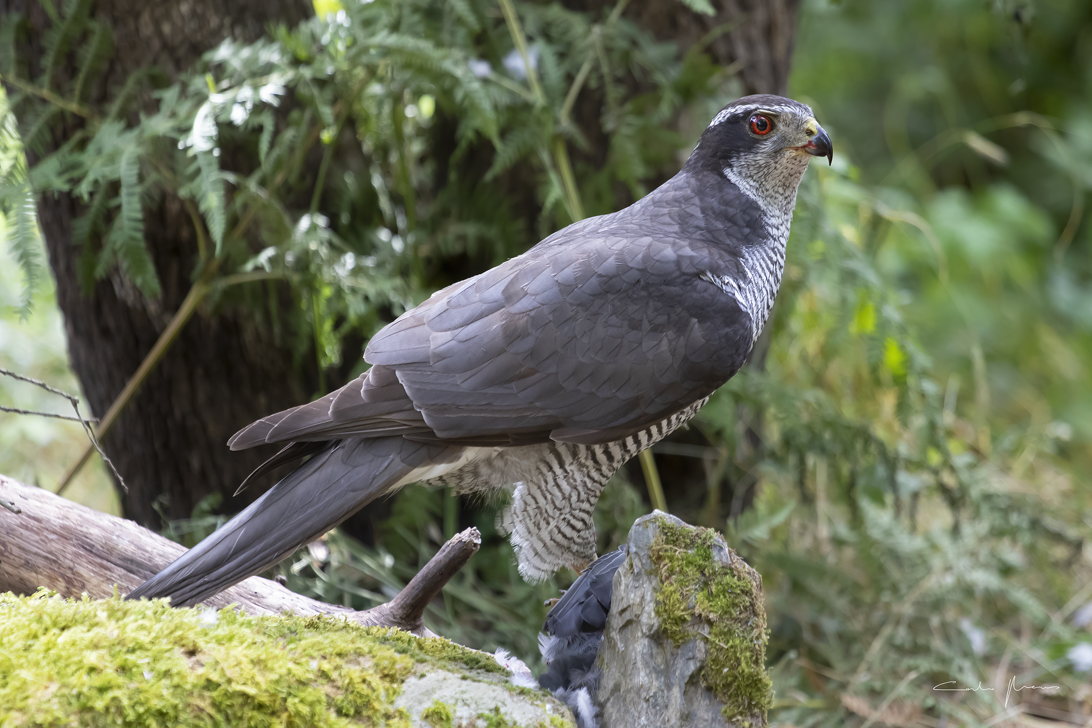 Sardinian goshawk, adult male