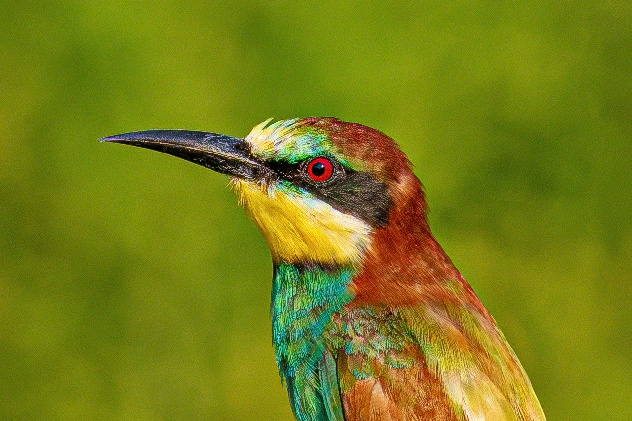 Primo piano gruccione