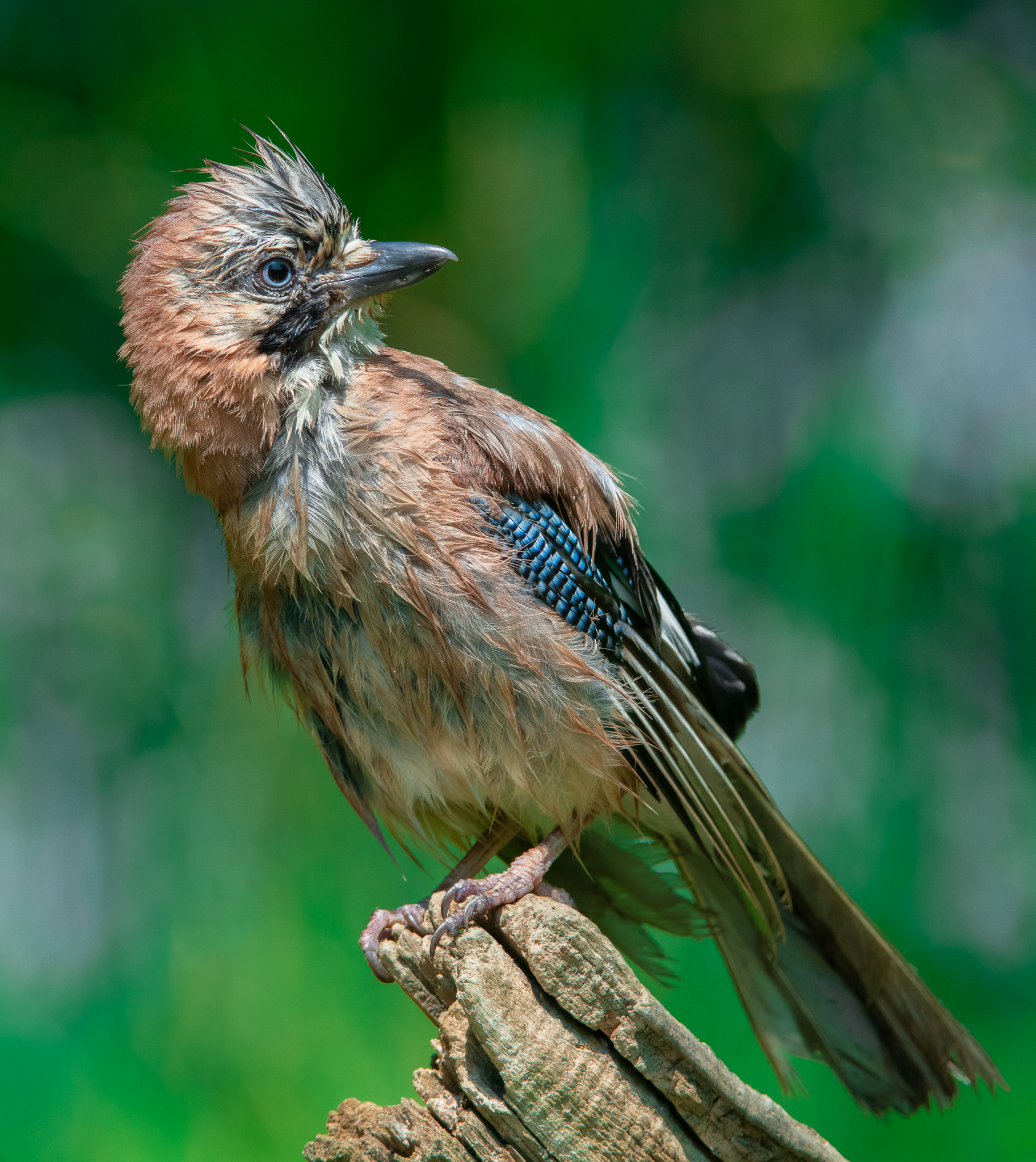 Ad asciugare dopo il bagnetto