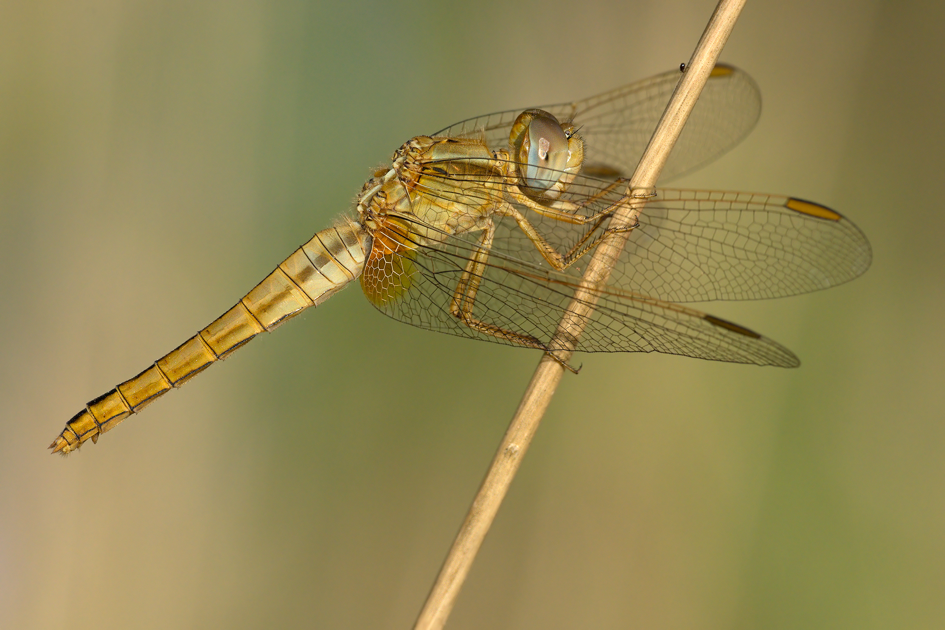 Chrocothemis erythraea (female)
