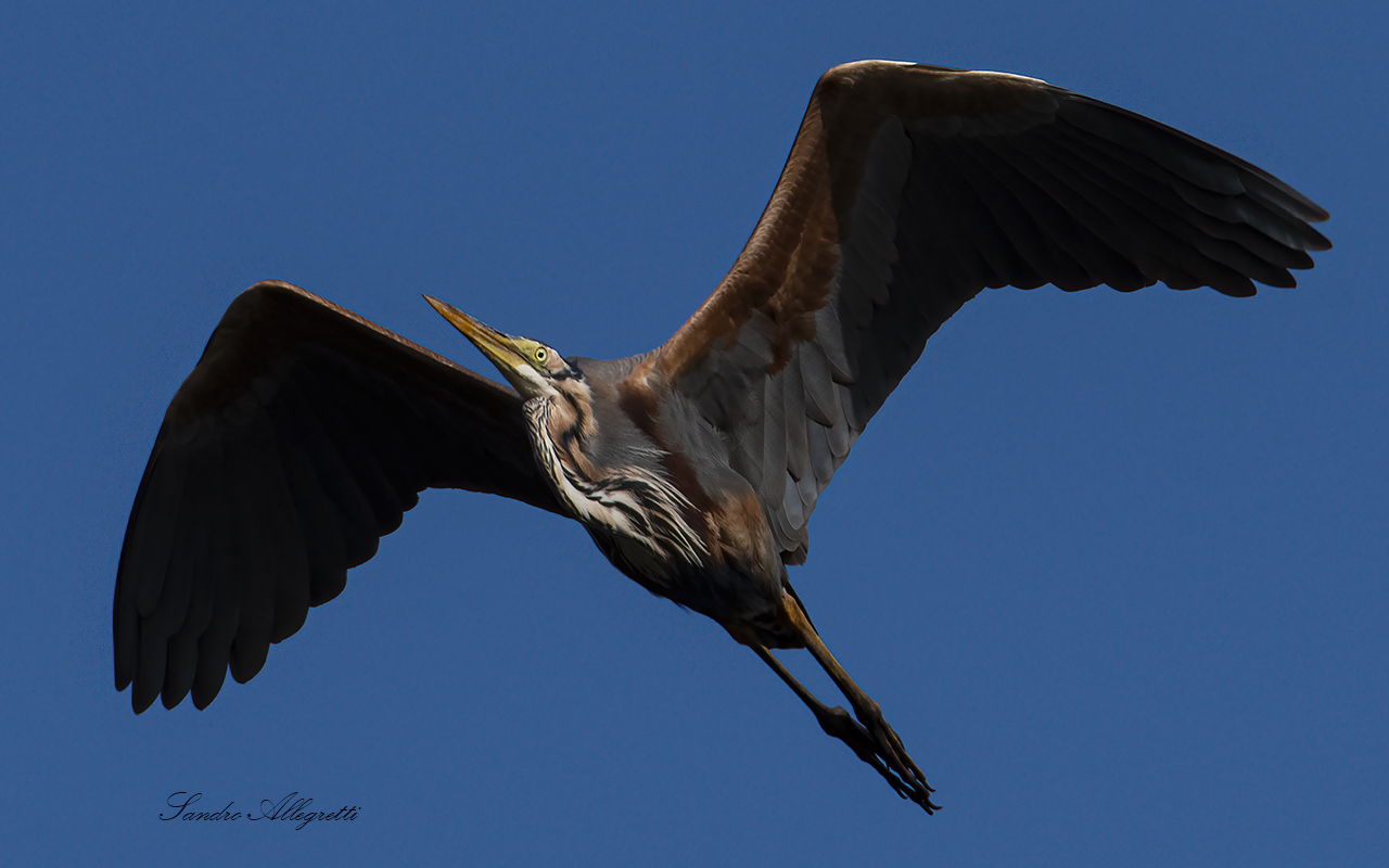 Red heron (Ardea purpurea)