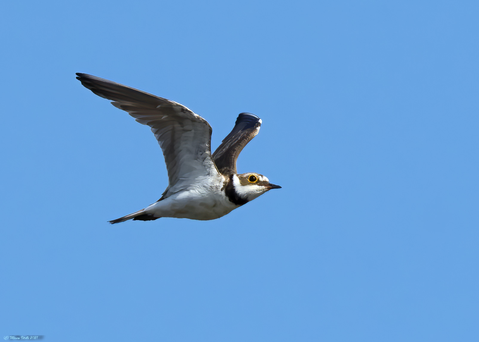 Small courier (Charadrius dubius)