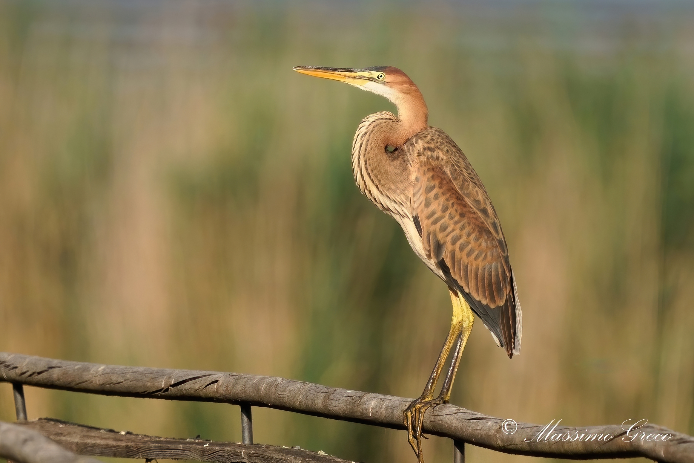 Giovane Airone rosso