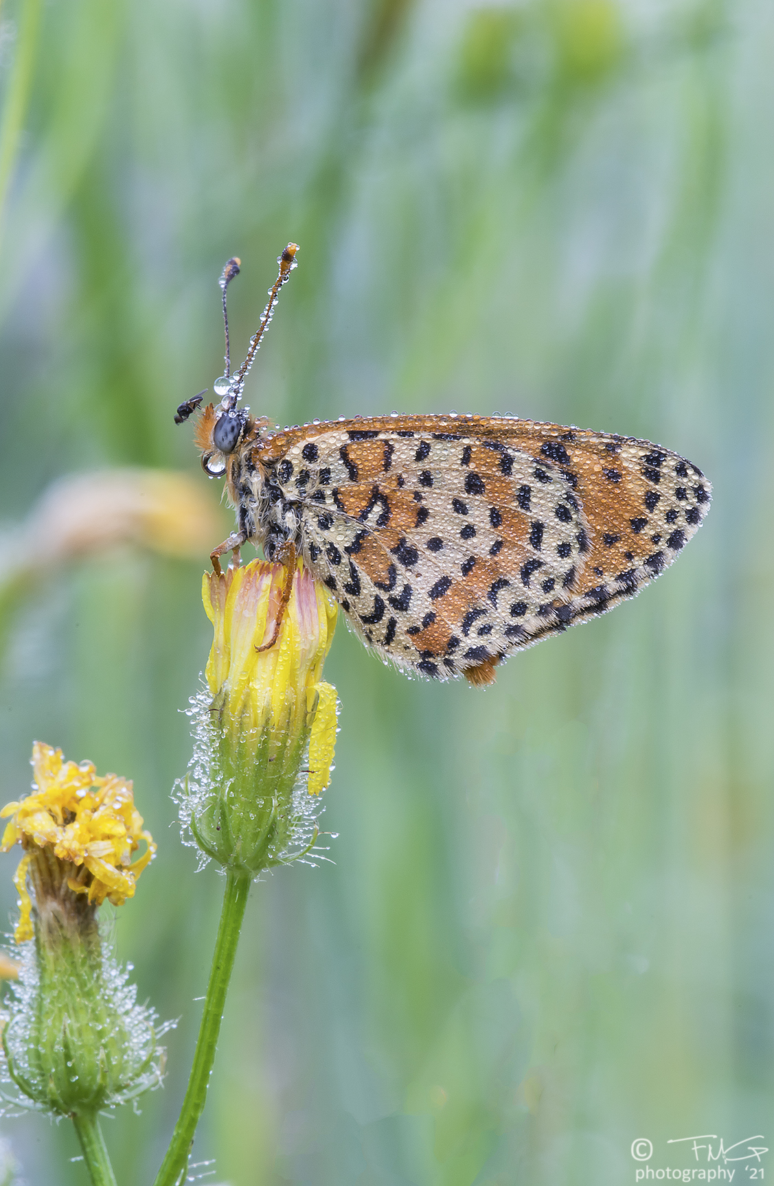 Se mi salta la mosca al naso......