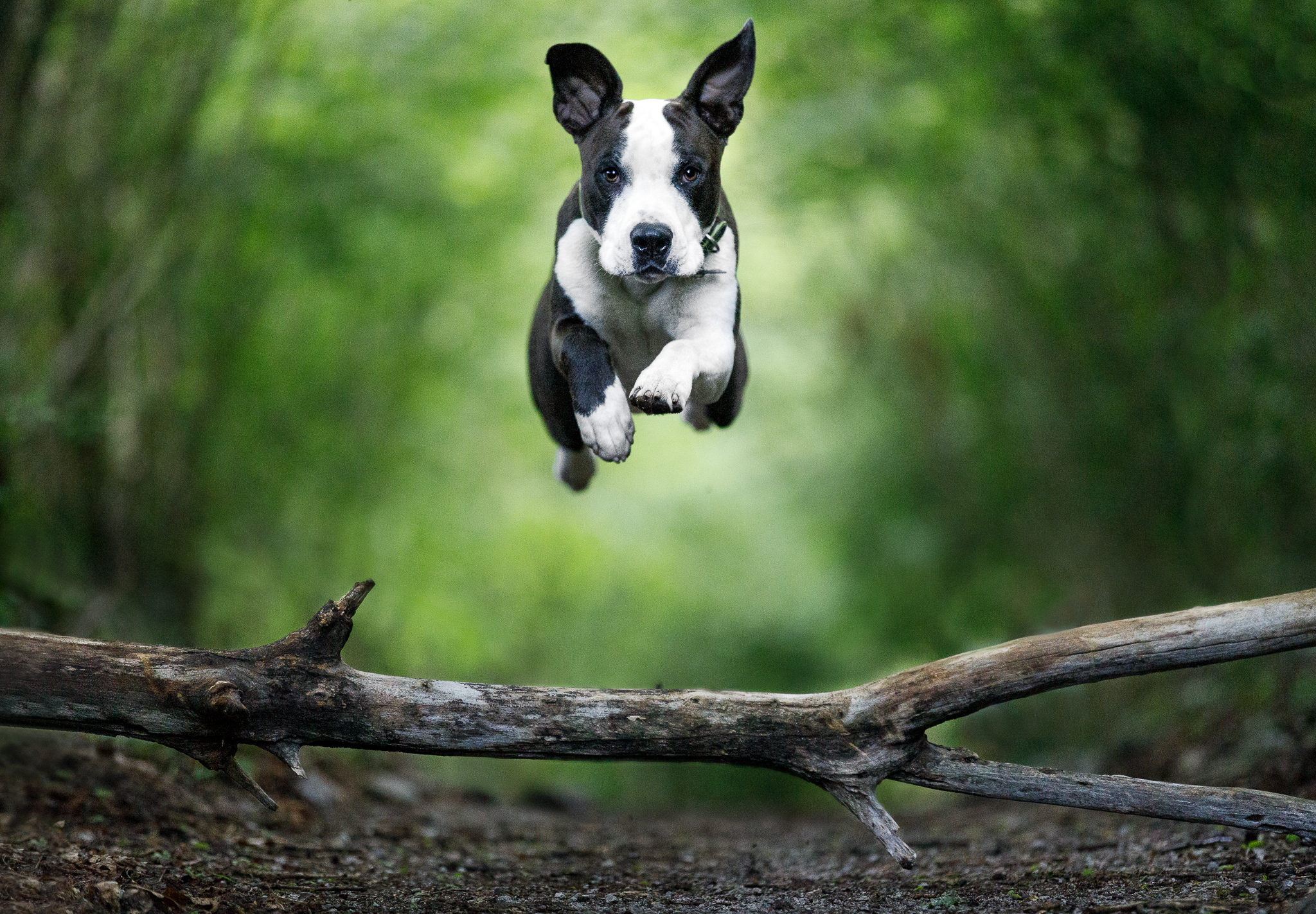 Arcie flies.....!!!!