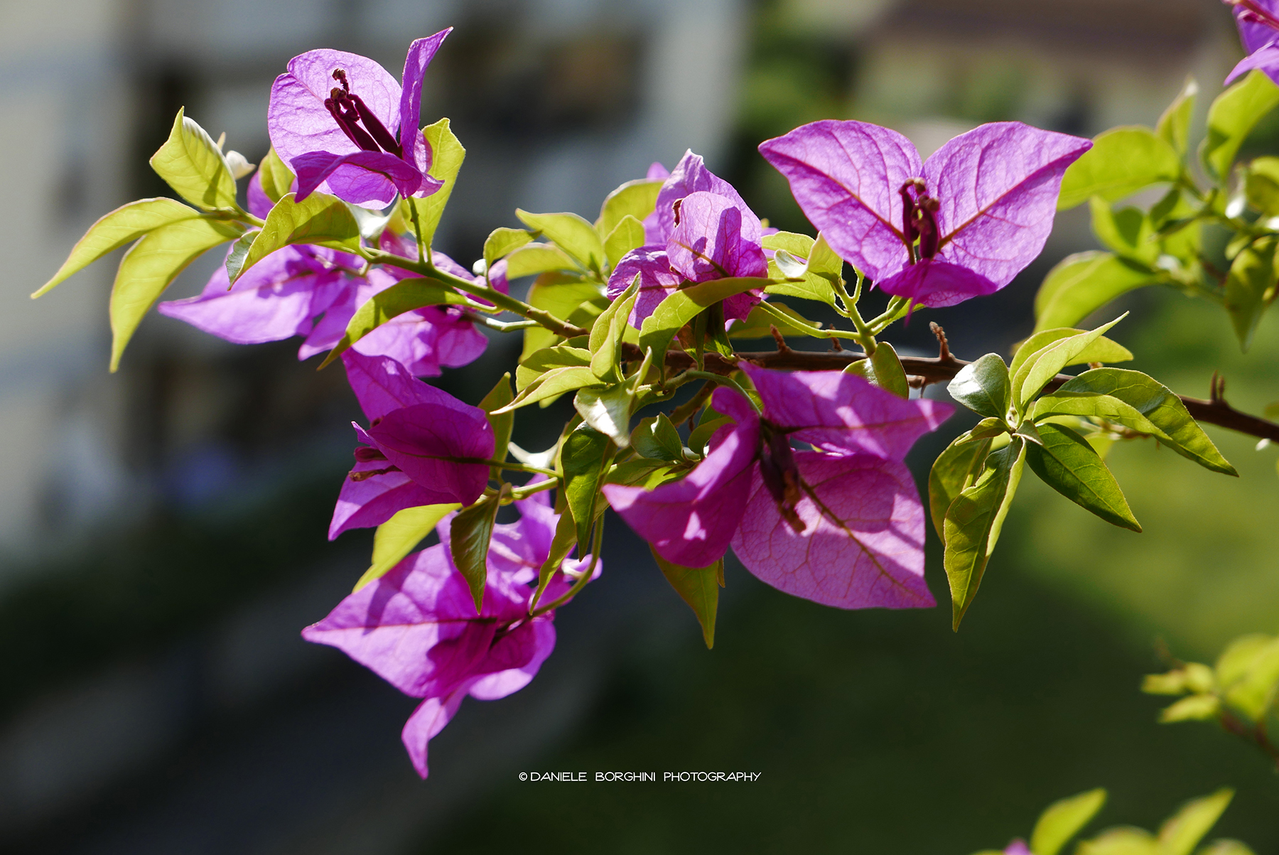 Bougainvillea