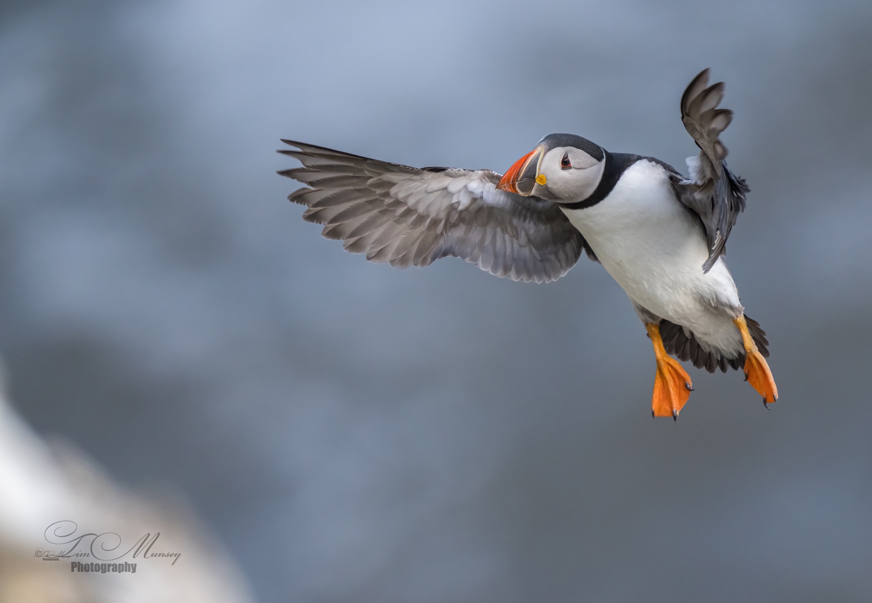 Puffin charm