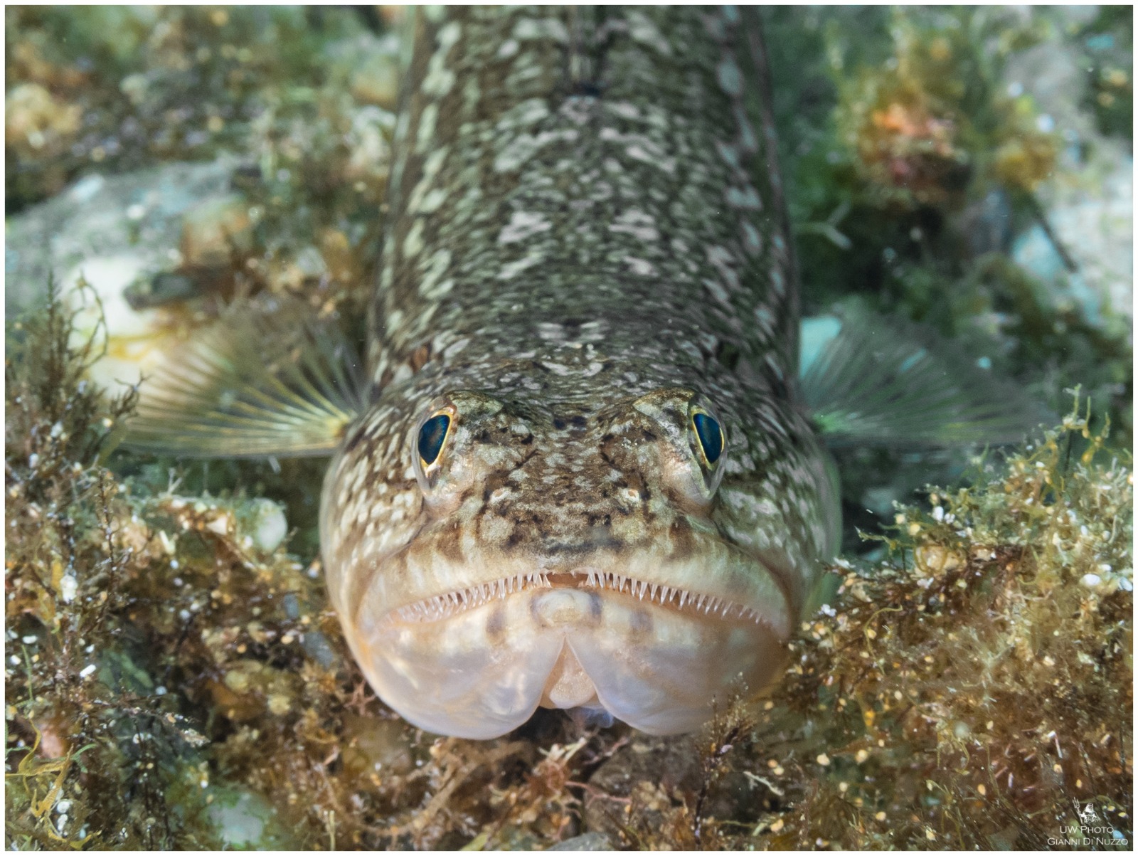 Ti guardo e mi assomigli