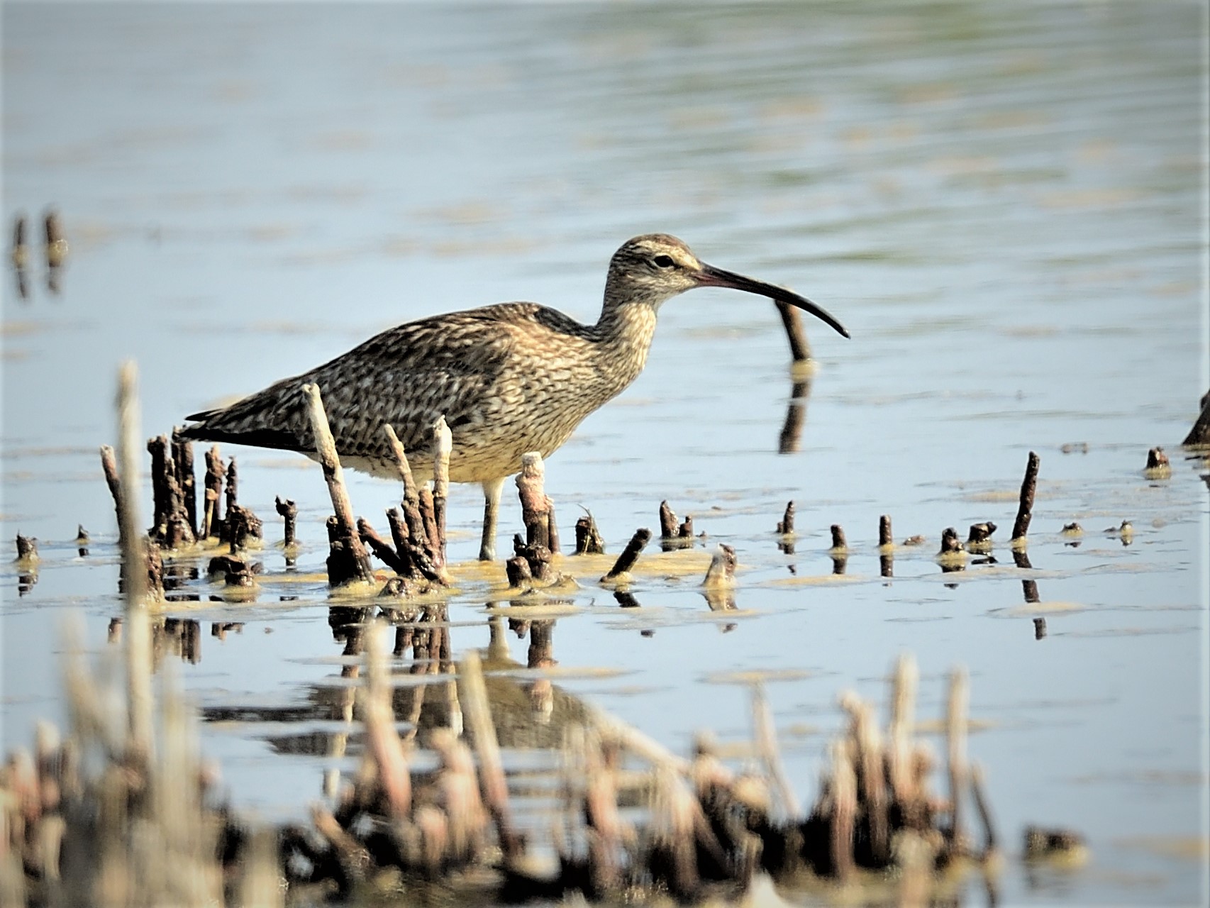 curlew major: the largest of the limicoli