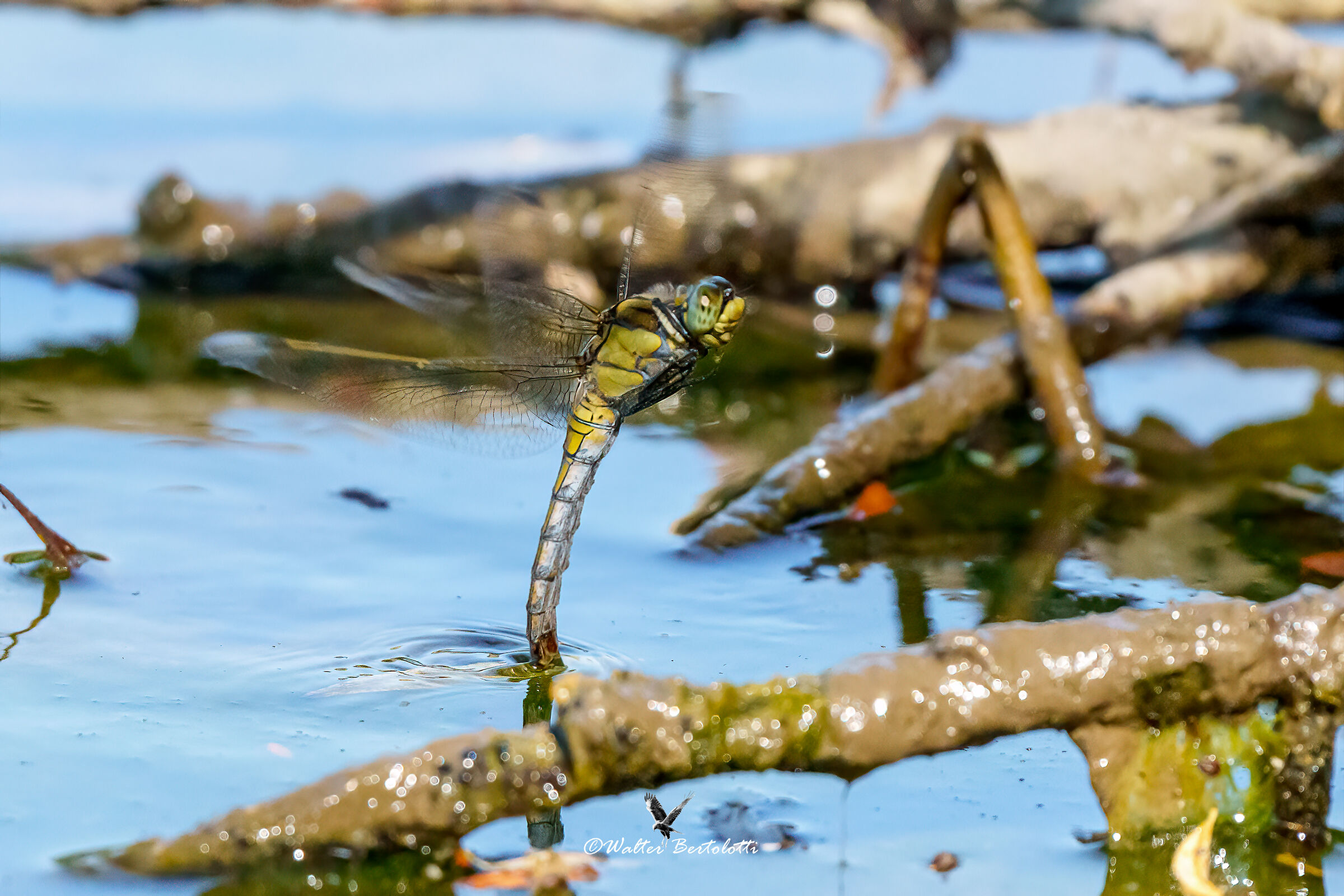 la deposizione delle uova