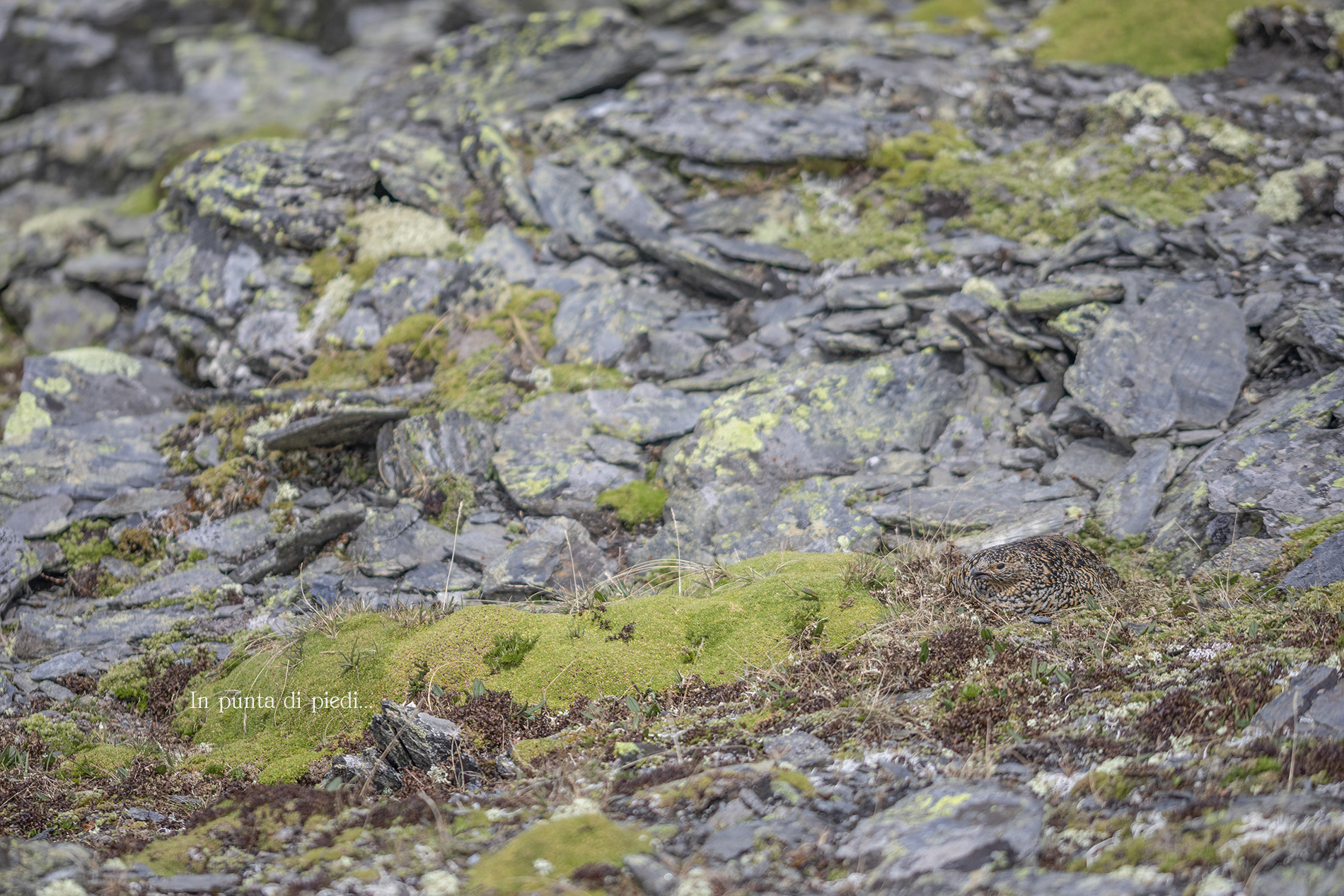 Try looking for me...