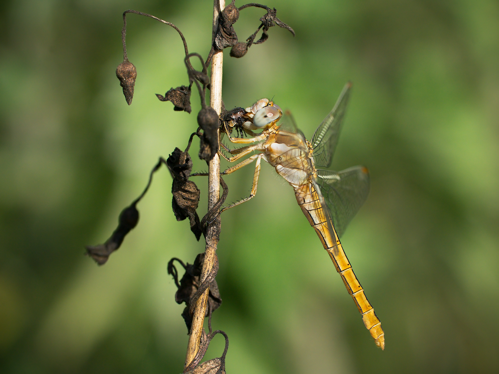 Orthetrum brunneum (female) with prey