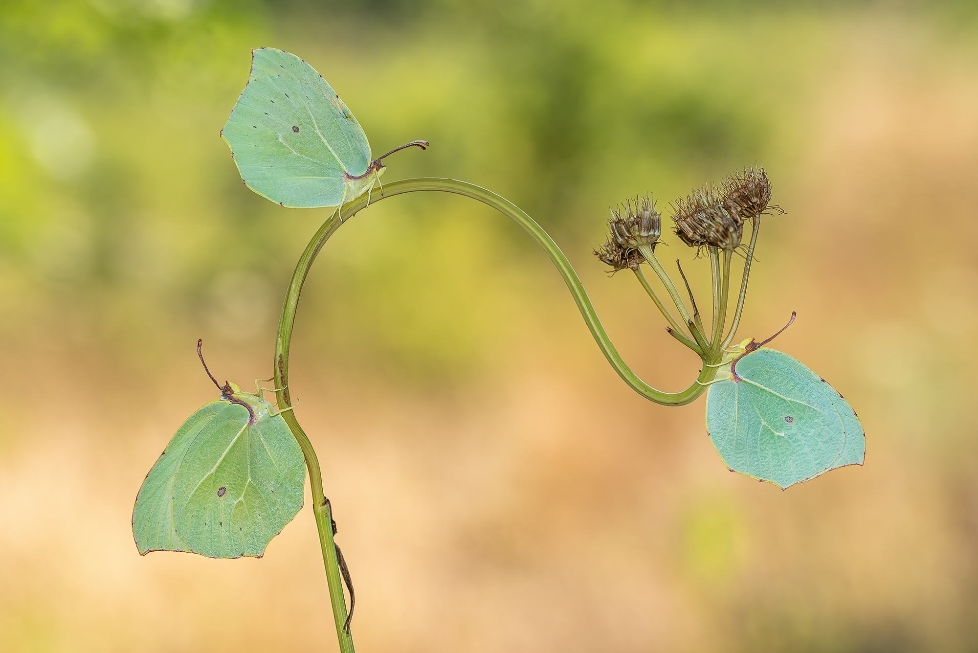 The Cedronelle family
