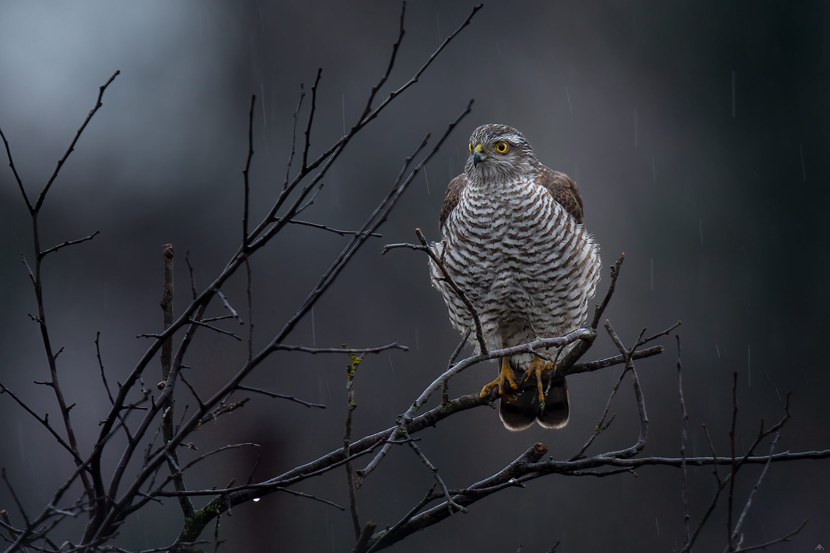 Accipiter niso
