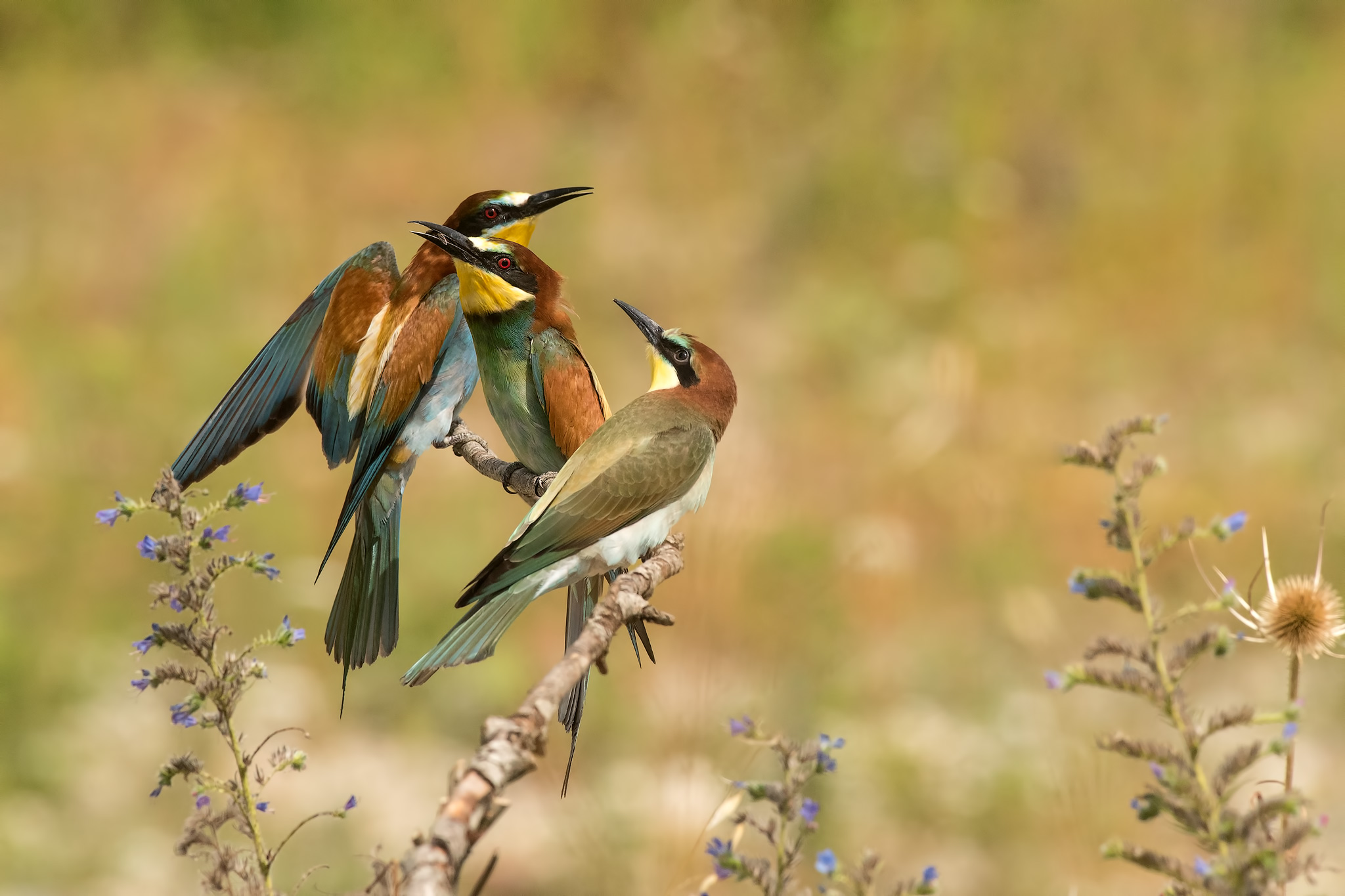Bee-bee-man- adult and immature couple