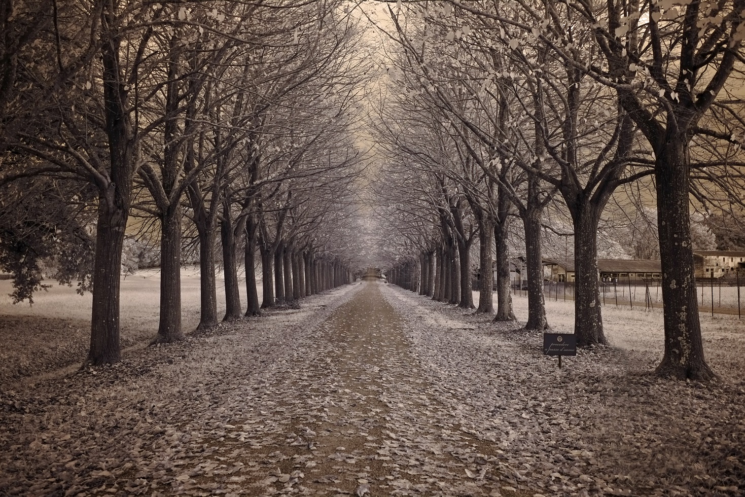 Autumn Avenue