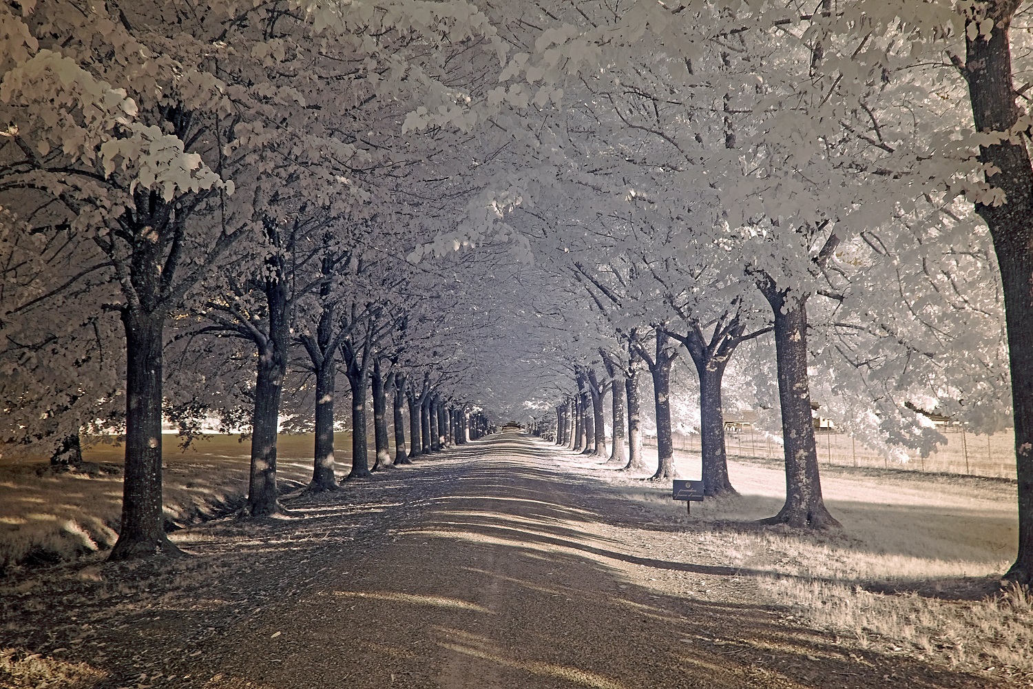 summer avenue