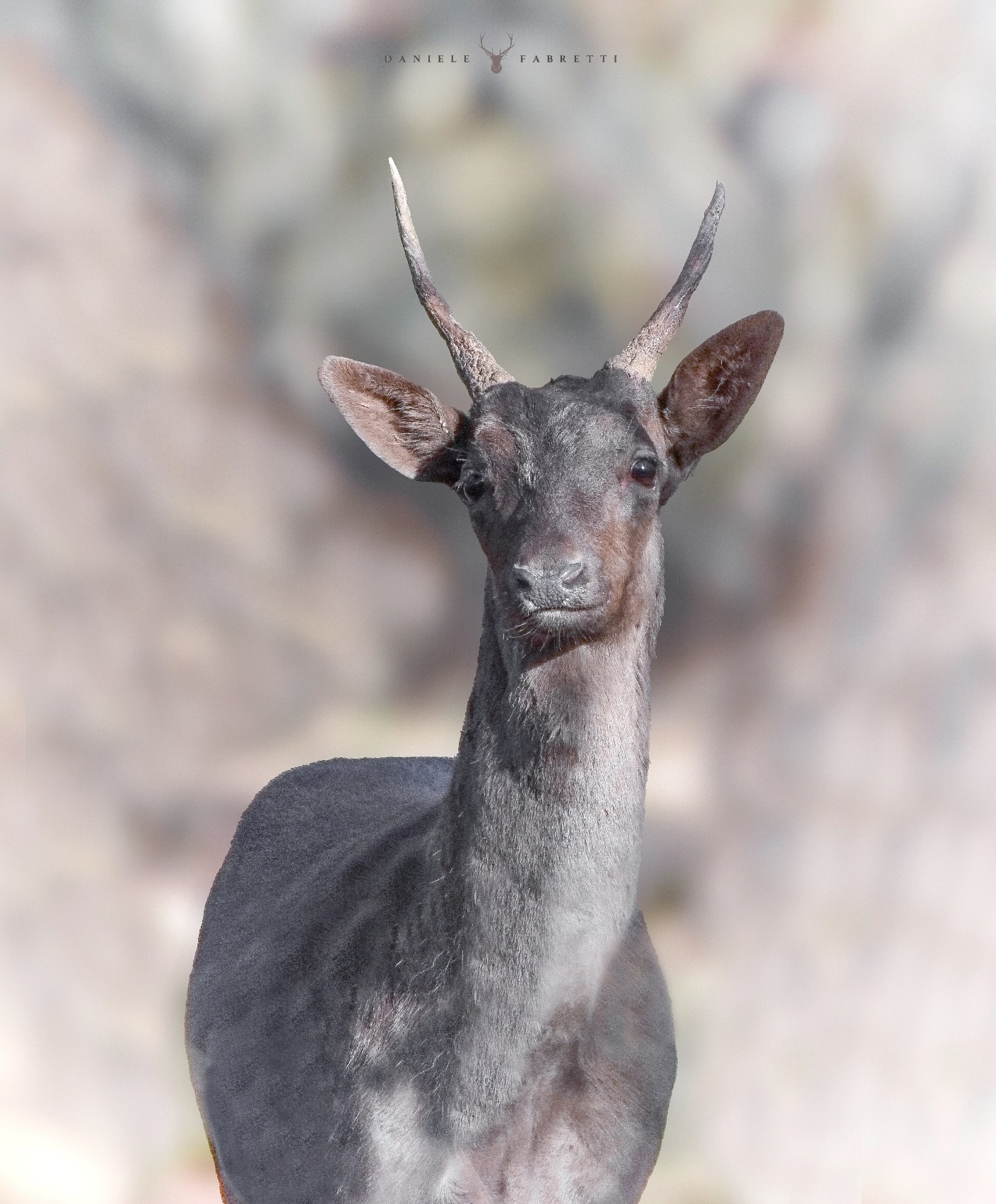 Young melanic fusone - Dama dama