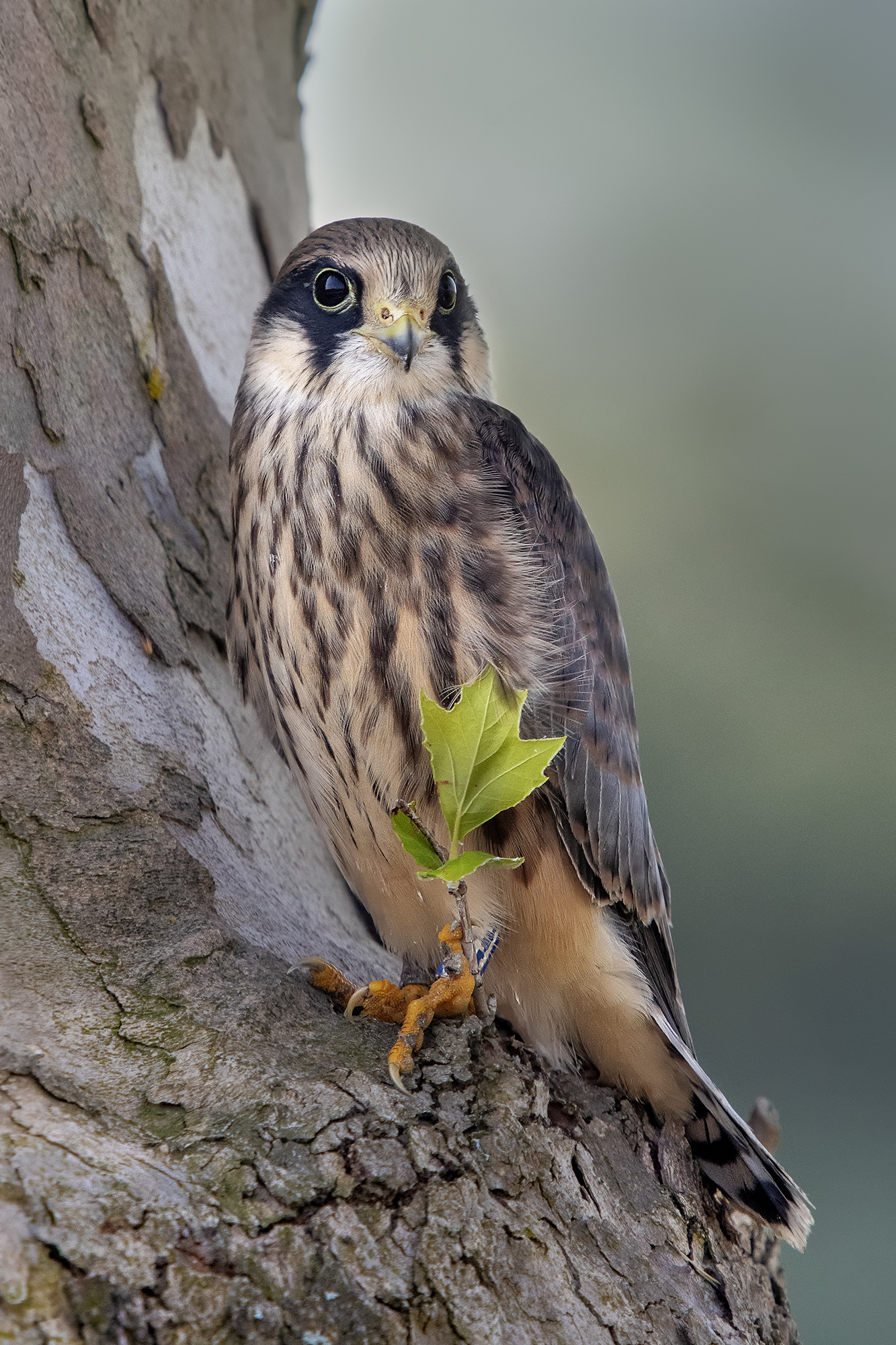 Hawk cuckoo juv - With Sigma apo macro!