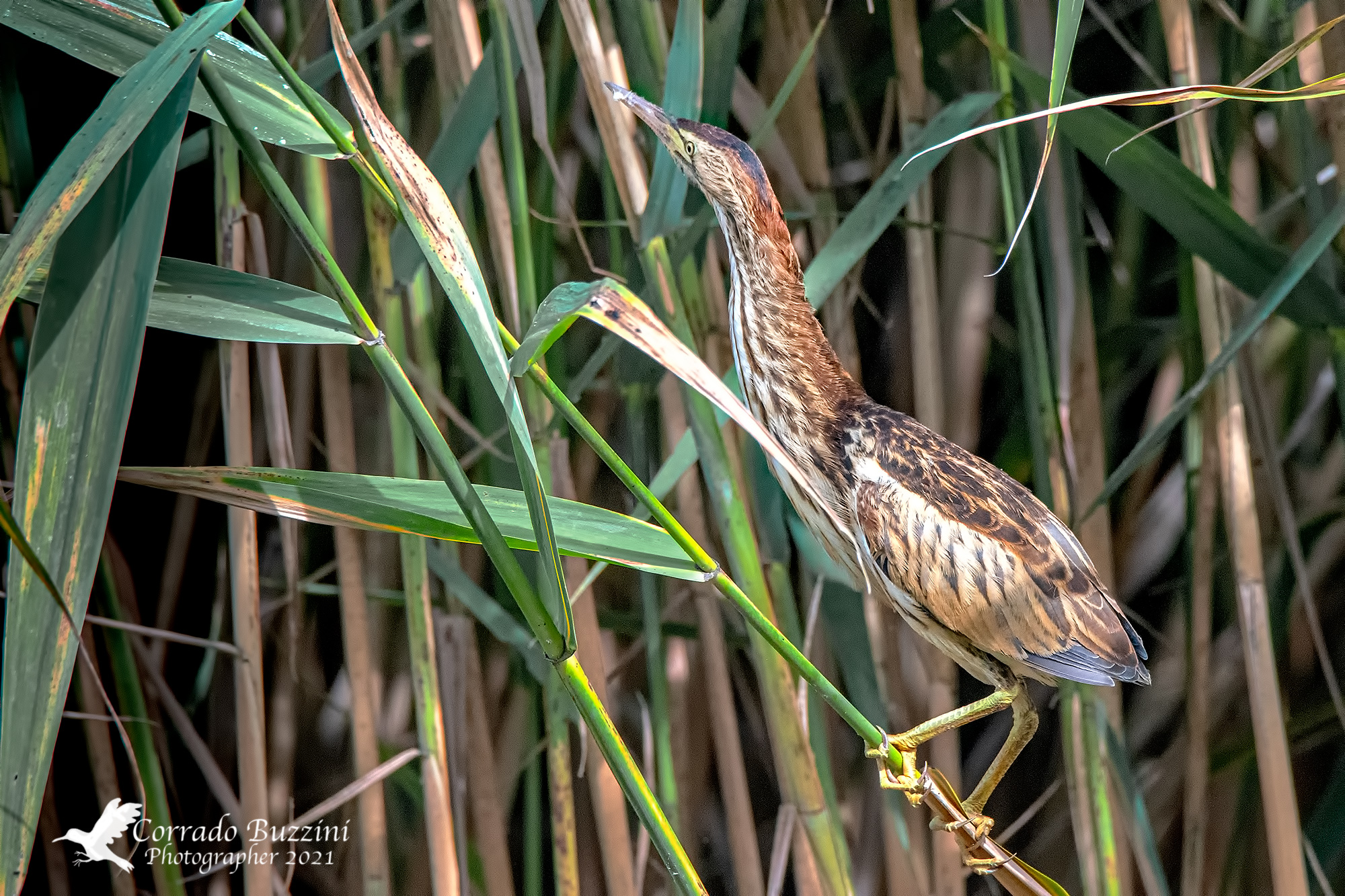 little bittern