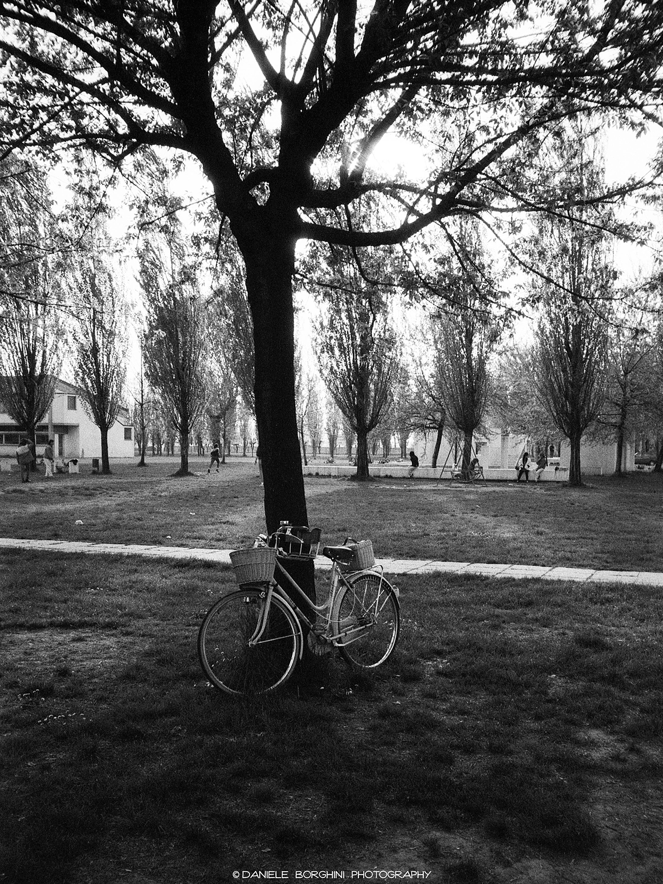 La Bici e l'Albero