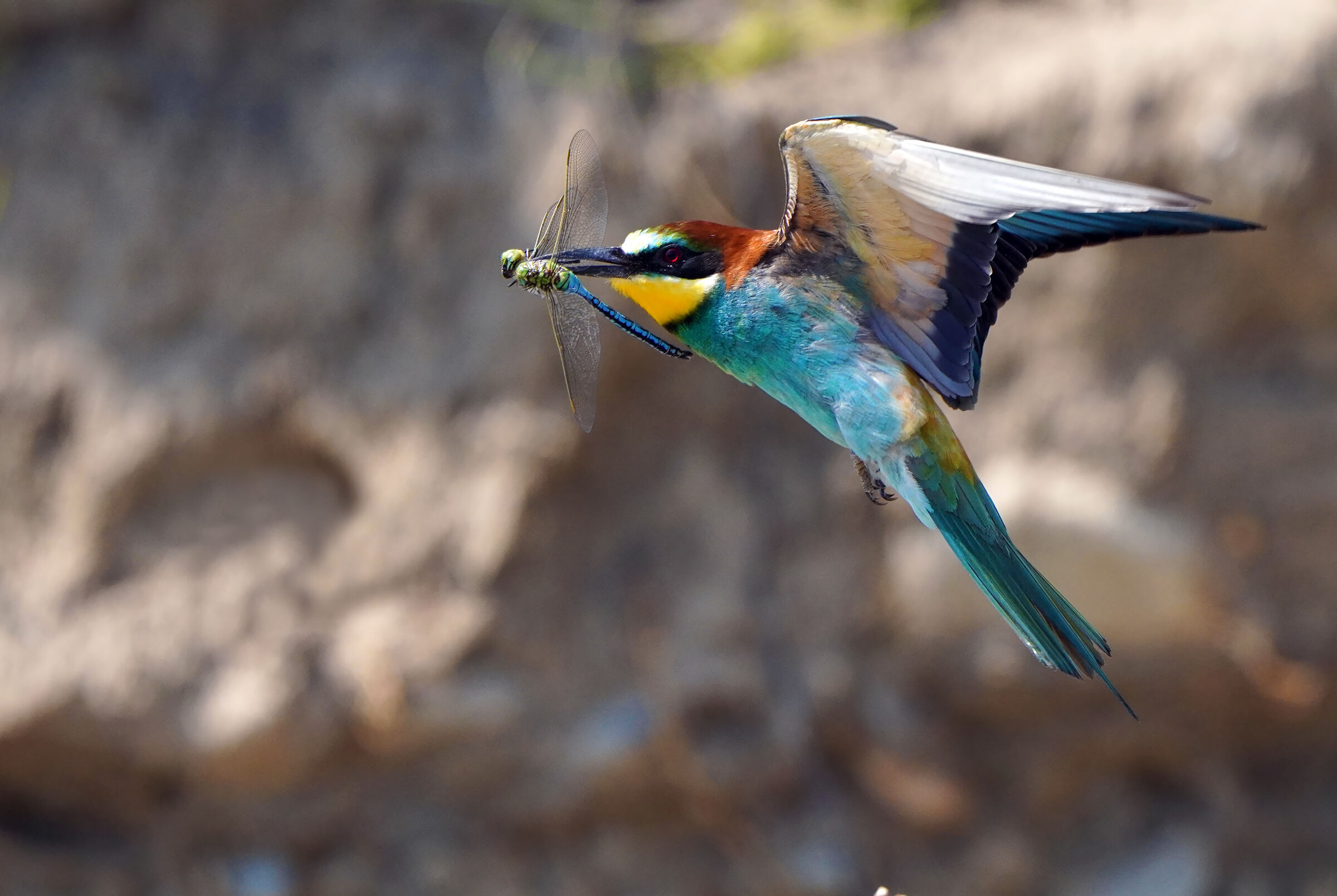 flight with prey
