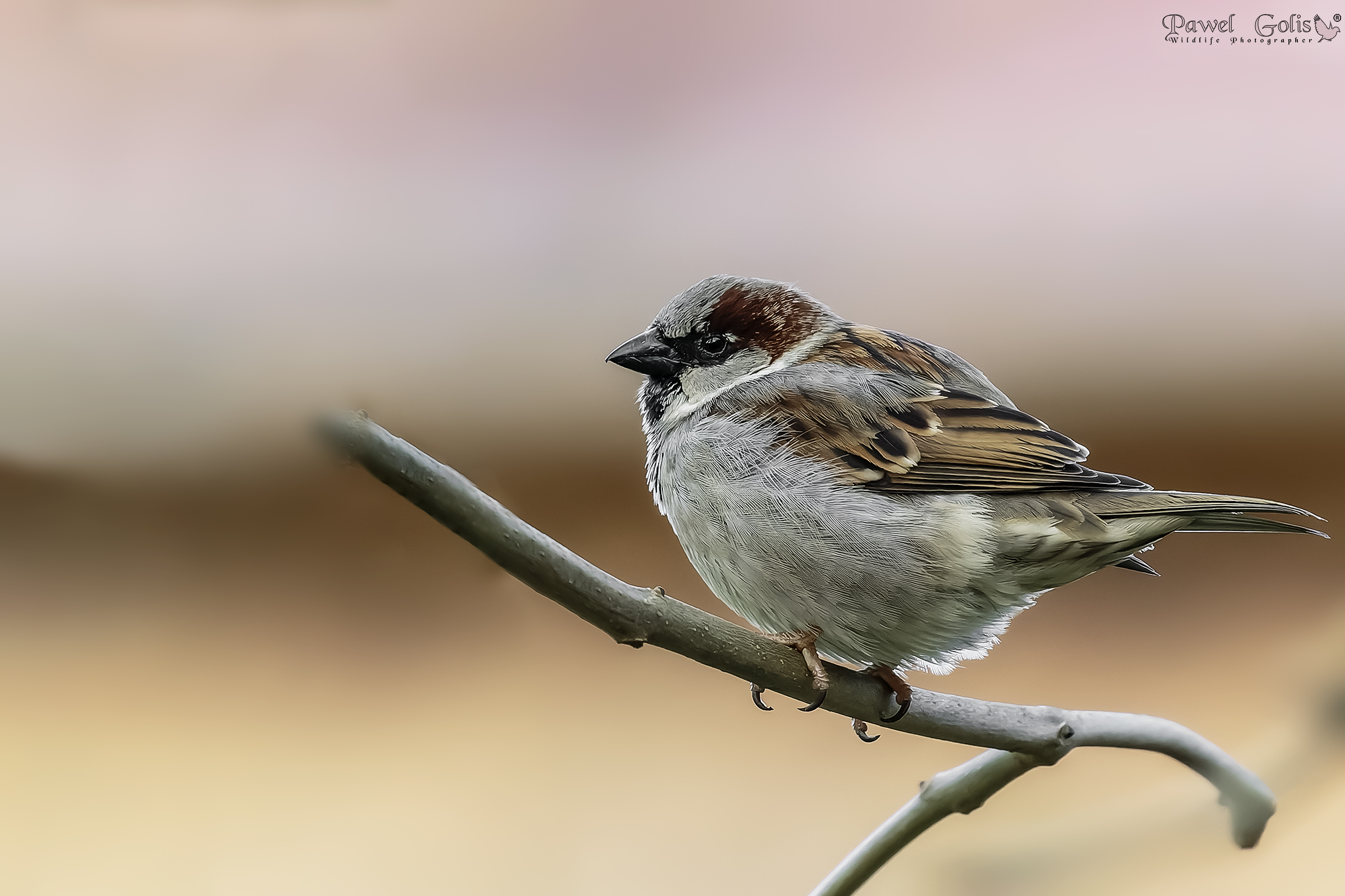 Passero domestico (Passer domesticus)