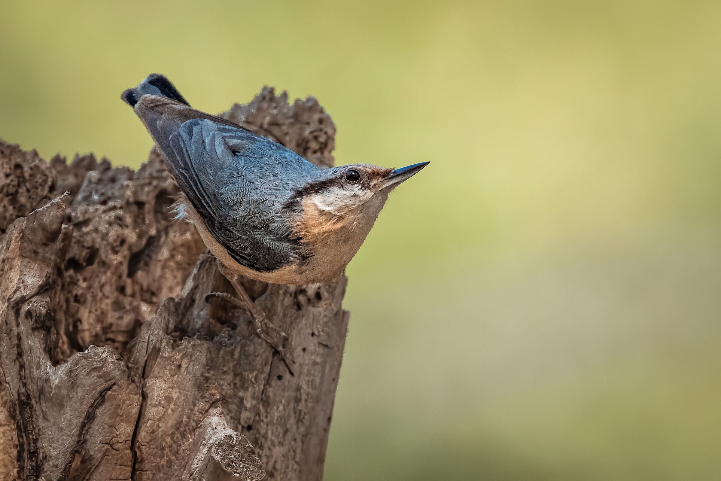 wood nuthatch