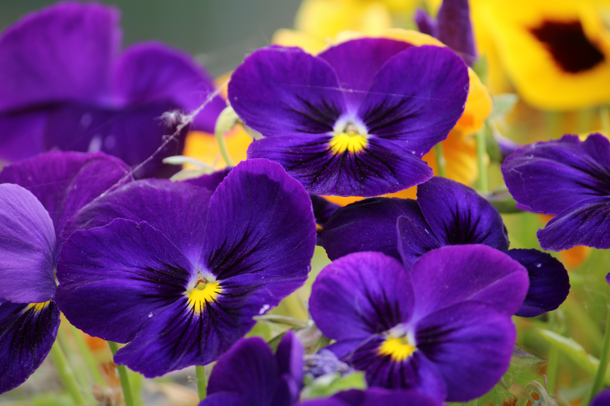 Il colore viola