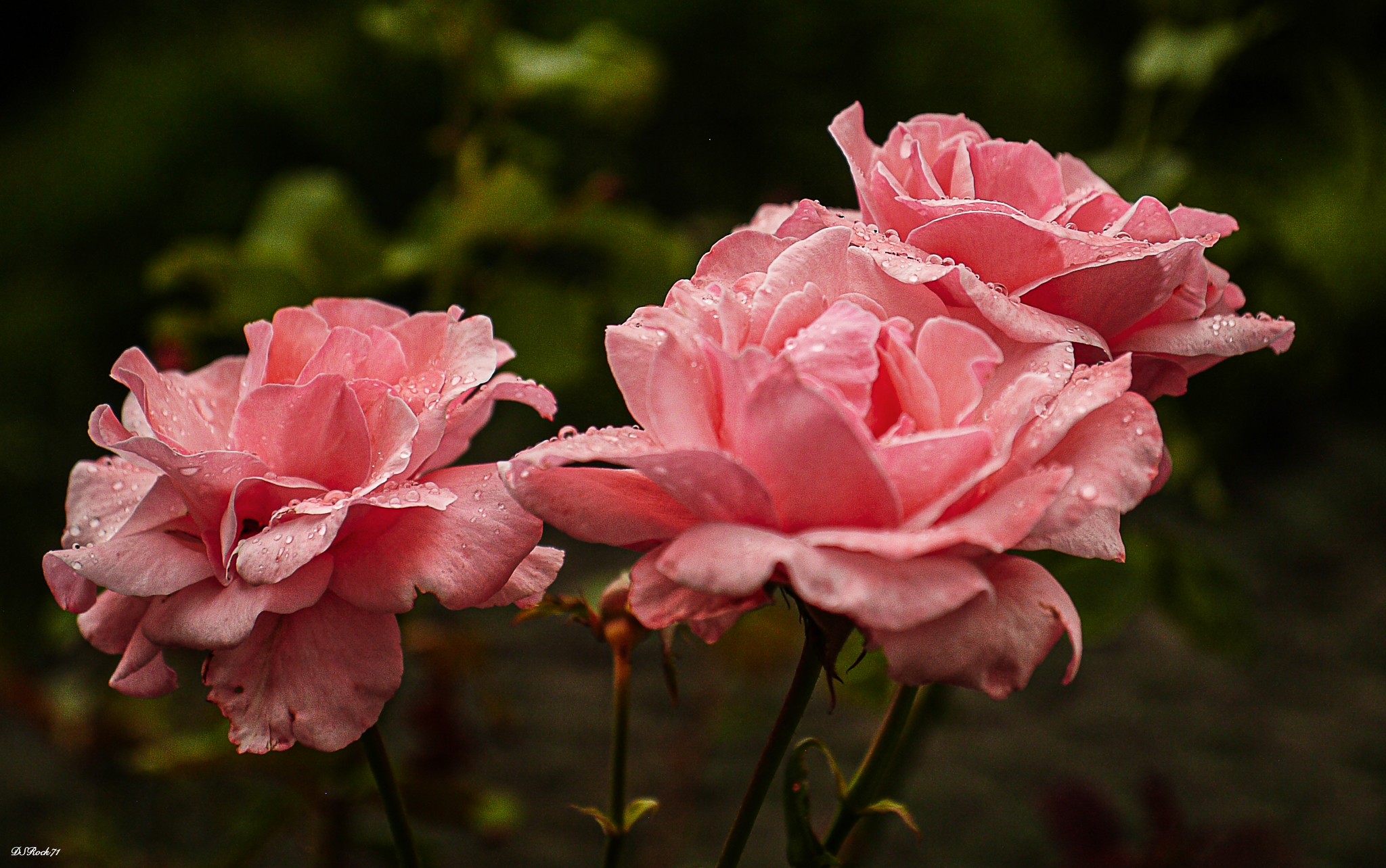 fiori e pioggia