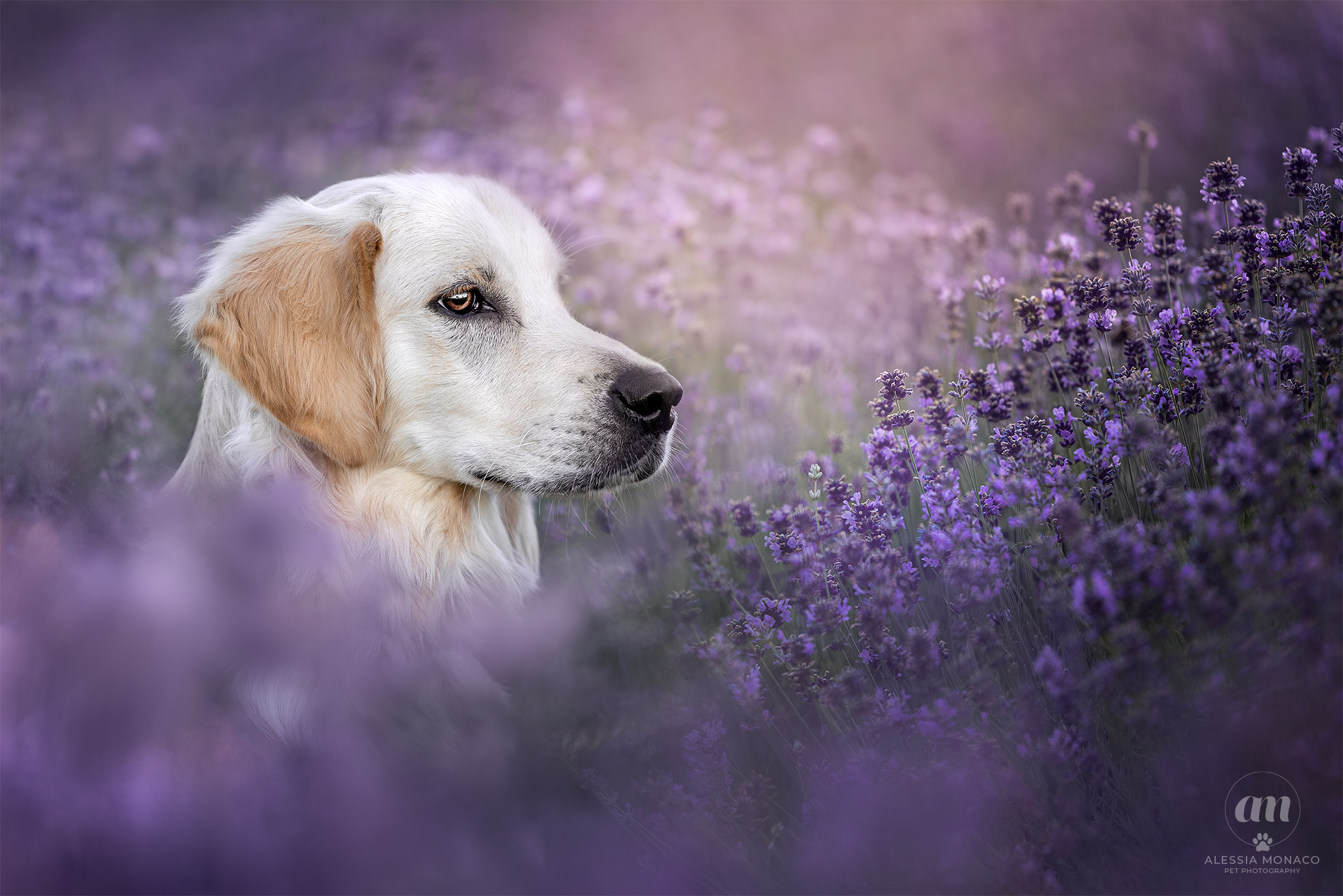 Oliver golden retriever