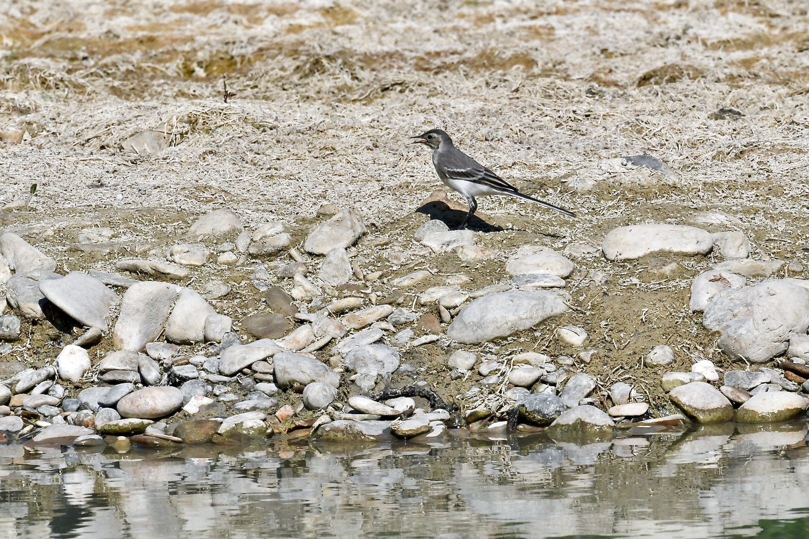white wagtail