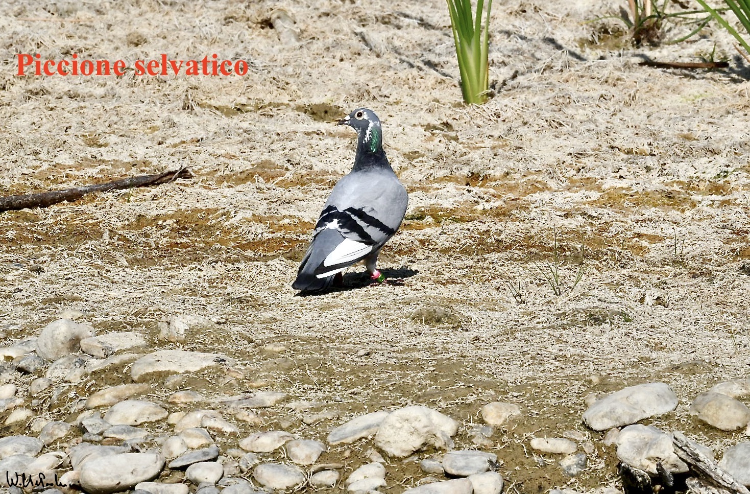 Wild pigeon