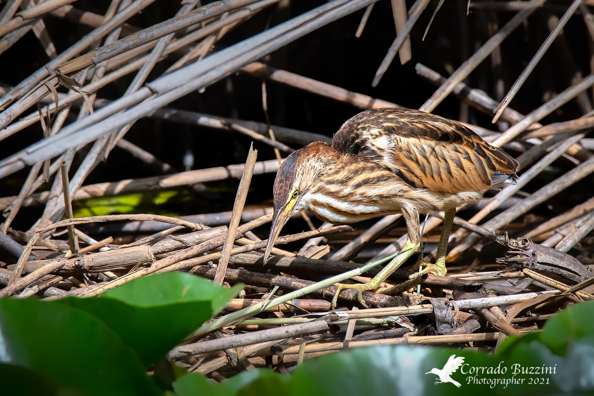 little bittern