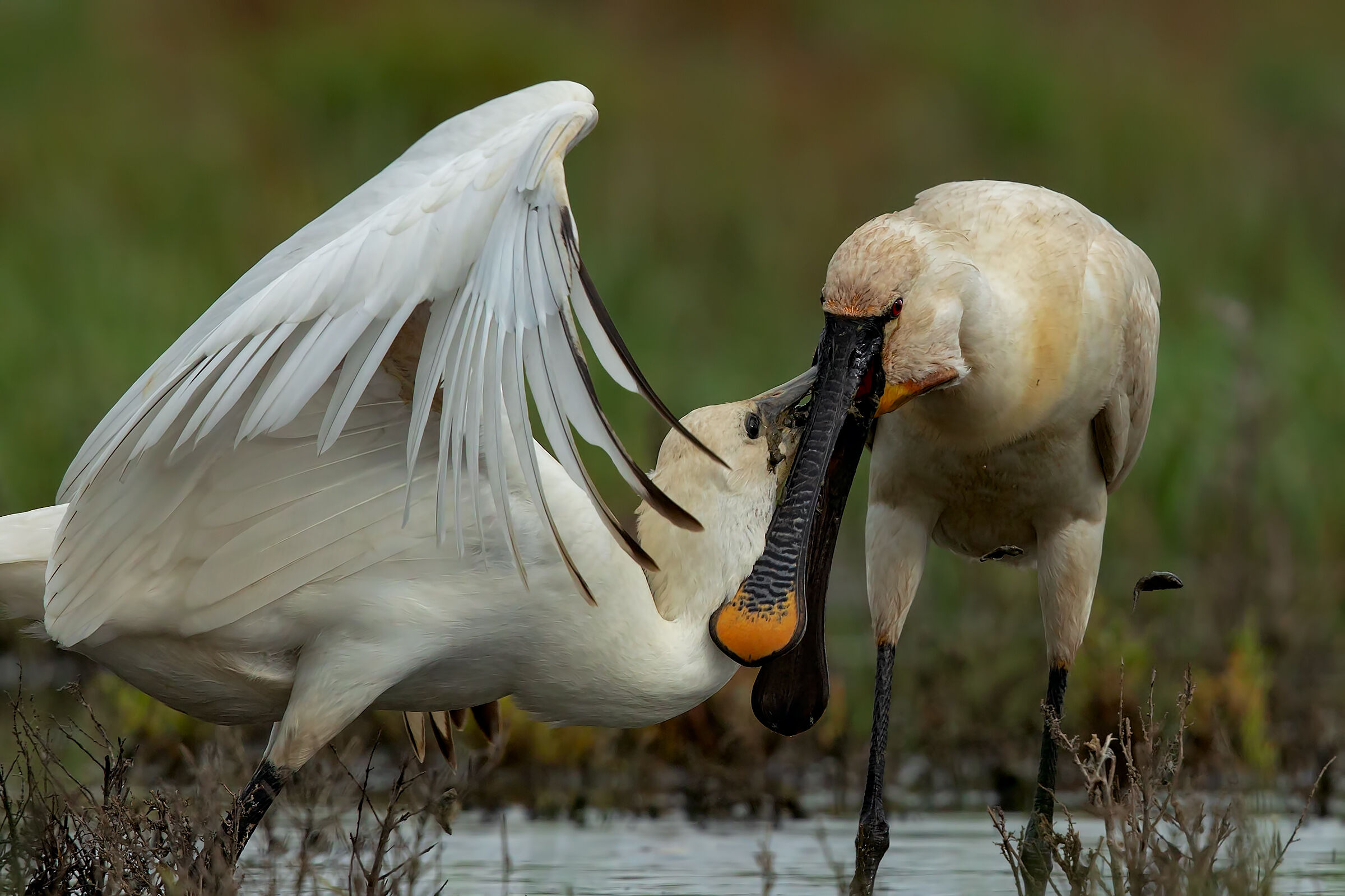 Cena pronta!! Imbeccata di una giovane Spatola