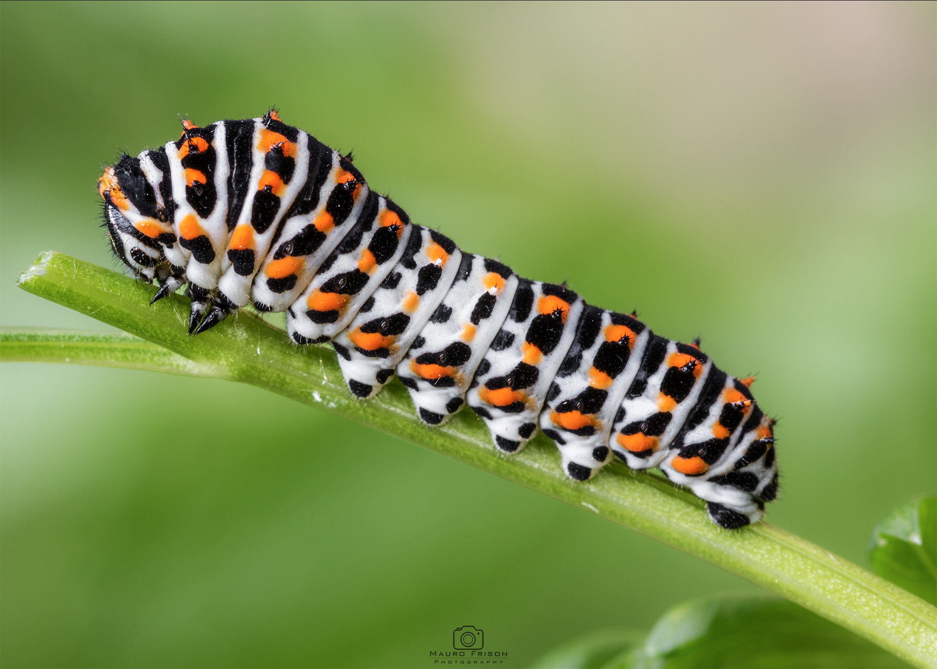 Il mio amico Macaone