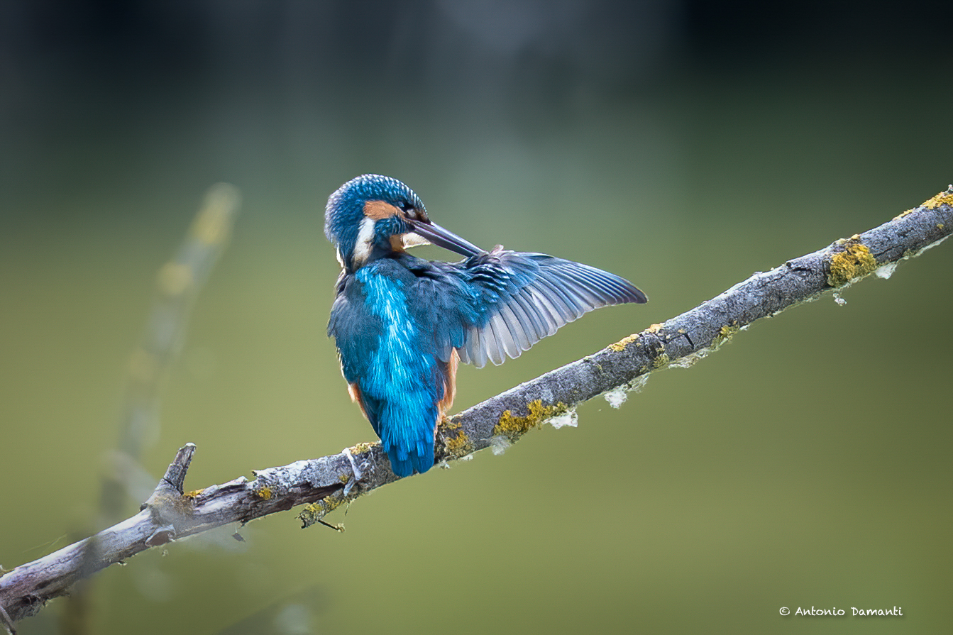 Kingfisher: The cleaning of the wings