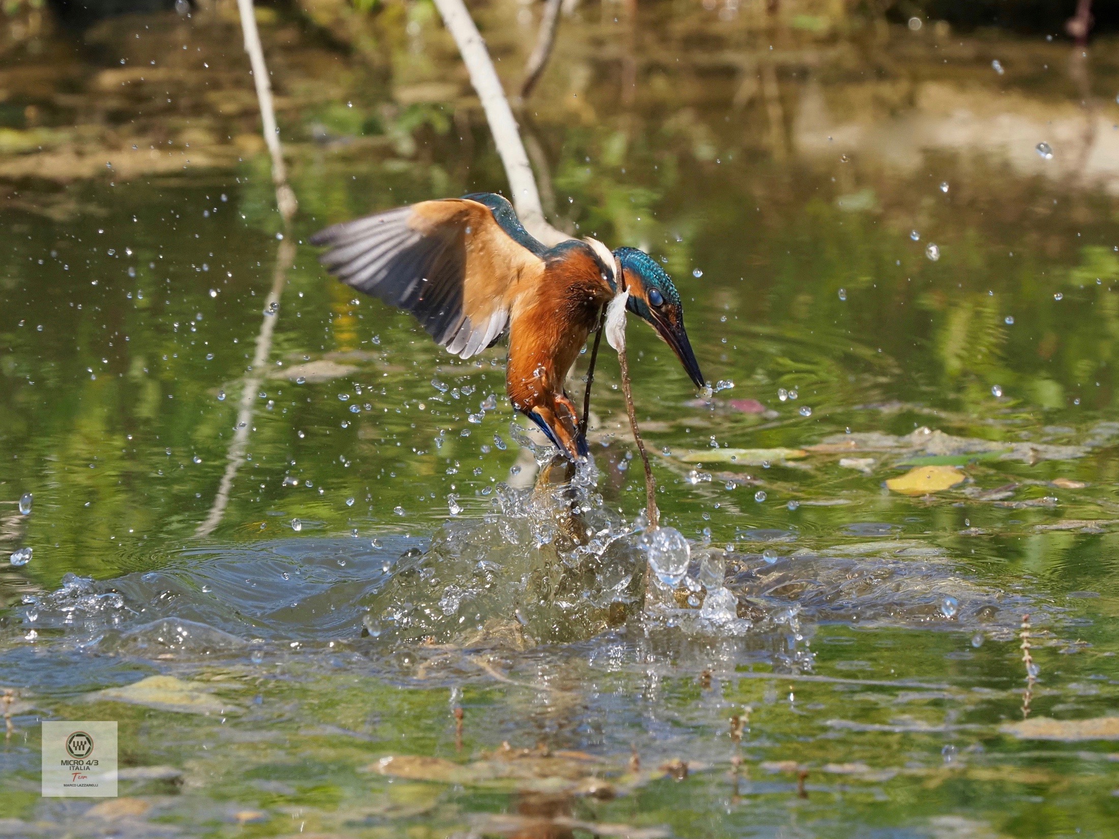 il pesciolino la preso...