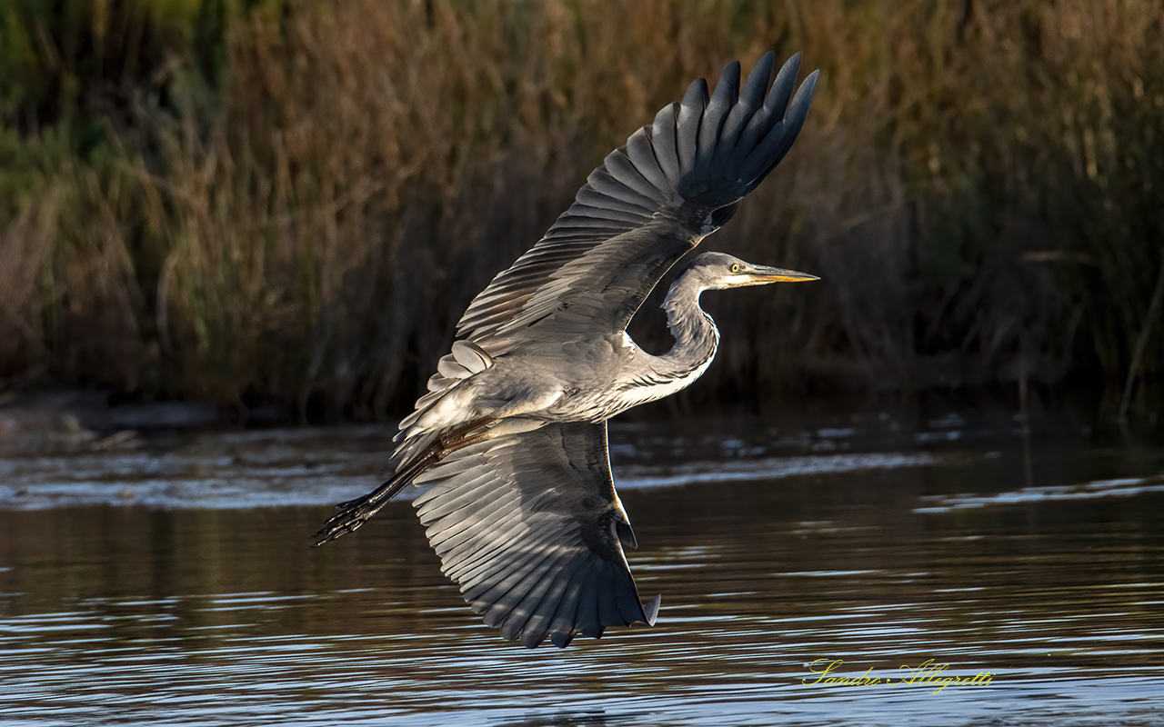 Airone cenerino (Ardea cinerea)
